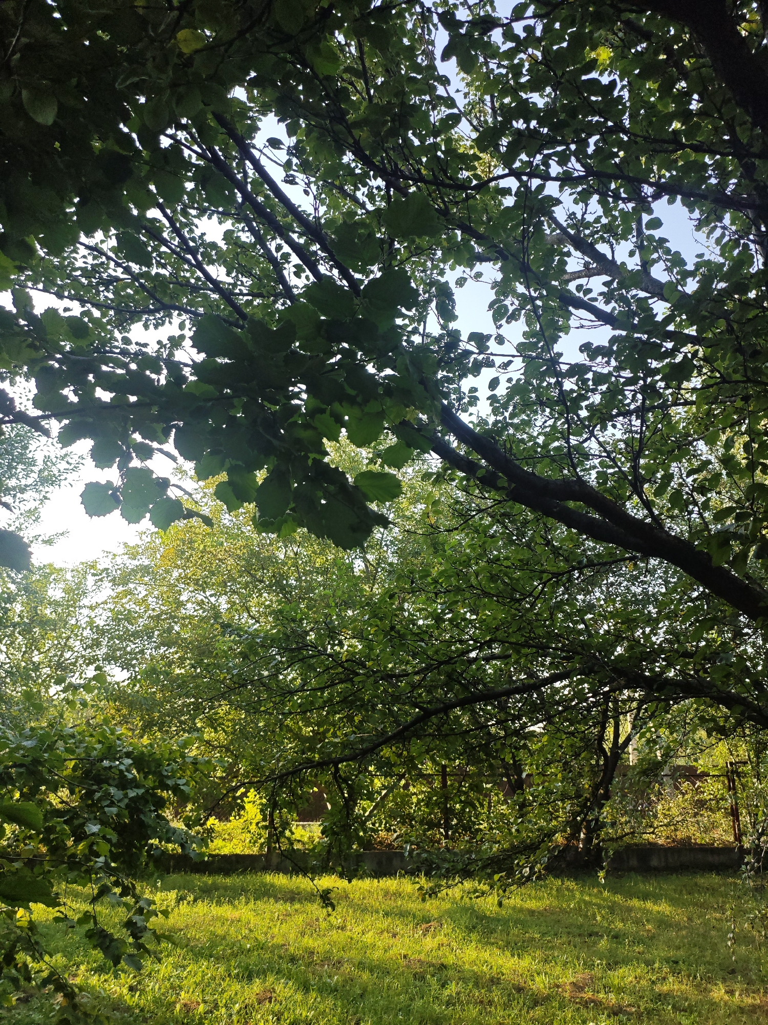 This is a low-angle shot looking up through the leafy branches of trees in a garden or yard, likely in Krasnaya Polyana, Russia. The sunlight filters through the dense green foliage, creating a dappled effect on the bright green grass below. Several tree trunks and branches are visible, silhouetted against the bright sky. In the background, more trees and vegetation are present, with hints of a fence and a low concrete wall. The overall impression is one of a tranquil, sunlit natural setting. There are no people or animals visible in the image.