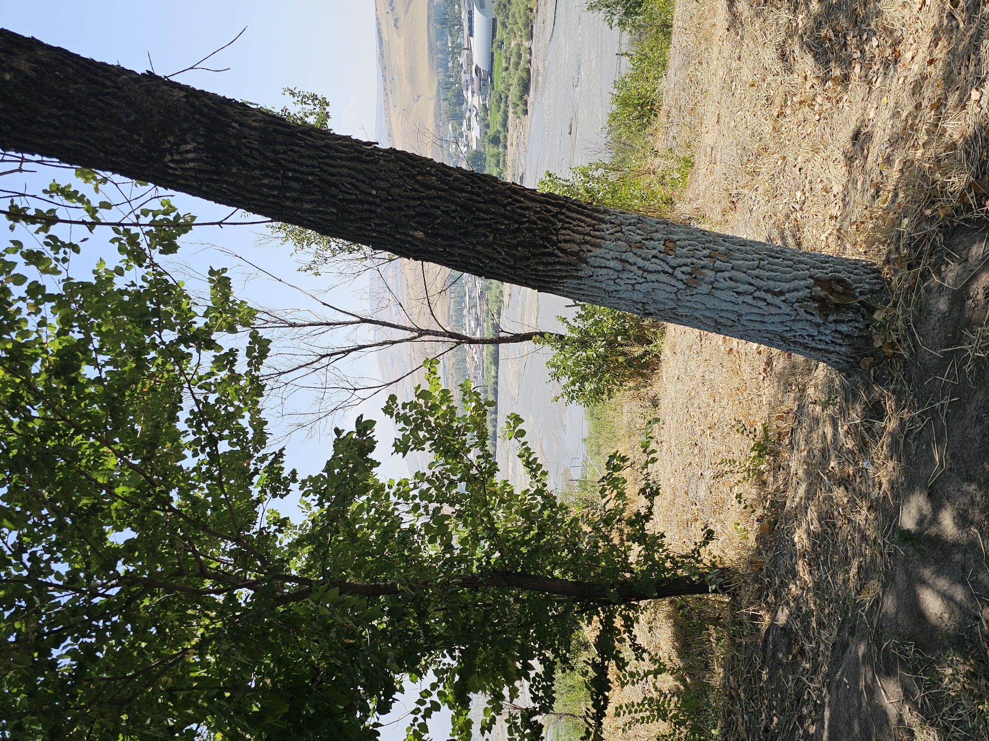 This is a photograph taken outdoors, likely on a sunny day. In the foreground, two trees are visible. The tree on the left is in full leaf, with dark green foliage. The tree on the right is a mature tree with a thick, gnarled trunk that is partially painted white at its base. The ground in the foreground is covered in dry grass, fallen leaves, and dark soil with shadows cast by the trees.
In the midground, a river flows through a valley. The river appears to be wide and shallow, with visible rocks and sandbars. Along the riverbanks, there is green vegetation.
In the background, a town or village is situated. Buildings with light-colored roofs are visible, as well as some larger, modern structures like a warehouse with a silver roof. The town is nestled in a valley with rolling, arid hills in the distance under a clear blue sky. The landscape suggests a dry, temperate climate. This scene is identifiable as being in the city of Özgön, Kyrgyzstan, due to its characteristic landscape and architectural style.