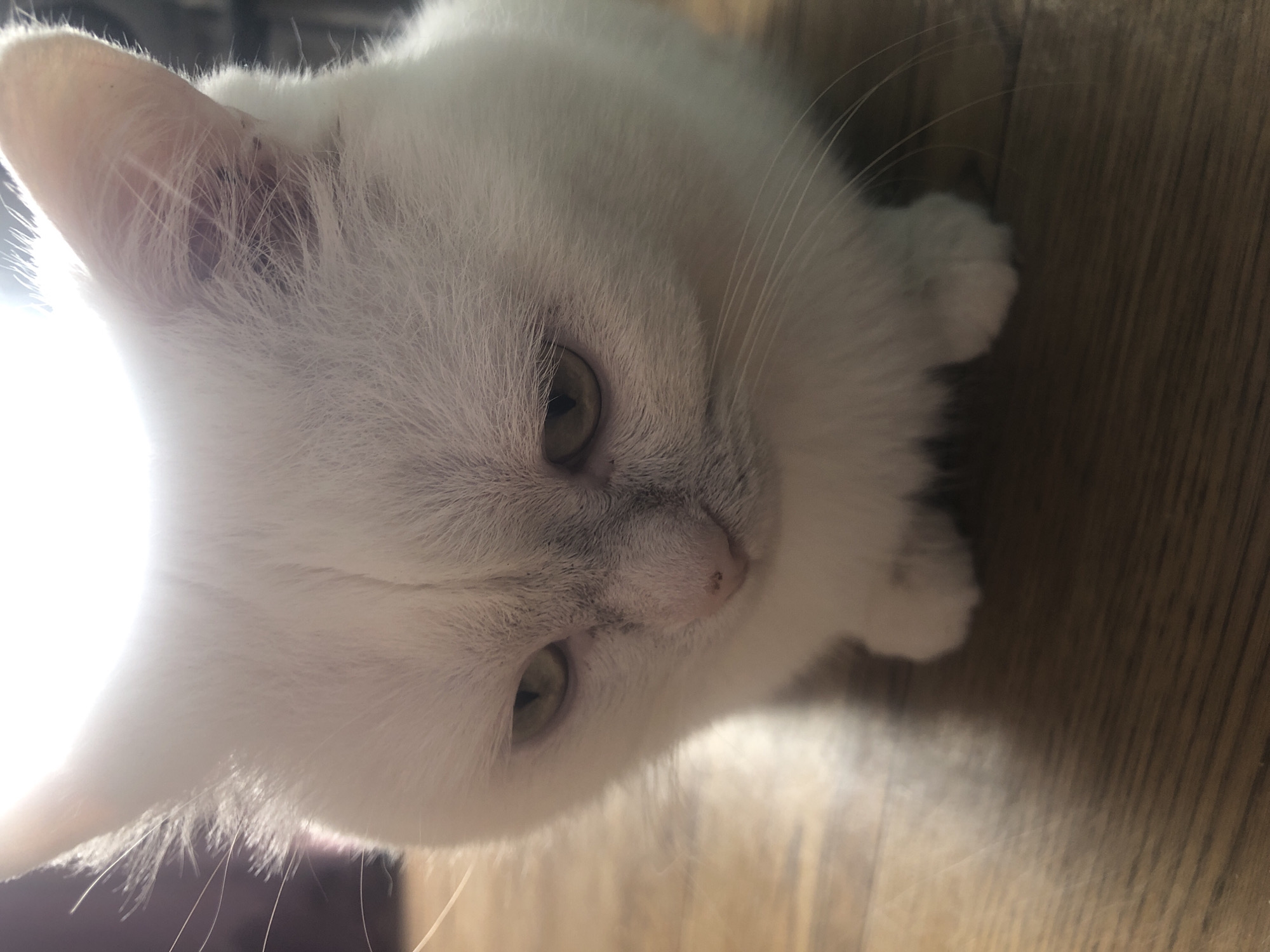 This is a close-up, overhead shot of a white kitten lying on a wooden surface. The kitten's fur is soft and fluffy, and its eyes are open, looking downwards. The lighting suggests it could be daytime, with a bright light source coming from the left, casting a glow on the kitten's face and fur. The background is slightly blurred, but the wooden texture of the floor is visible. The kitten appears calm and relaxed, with a gentle expression. There are no visible people, text, or specific event taking place; it is a candid portrait of the animal in its environment.