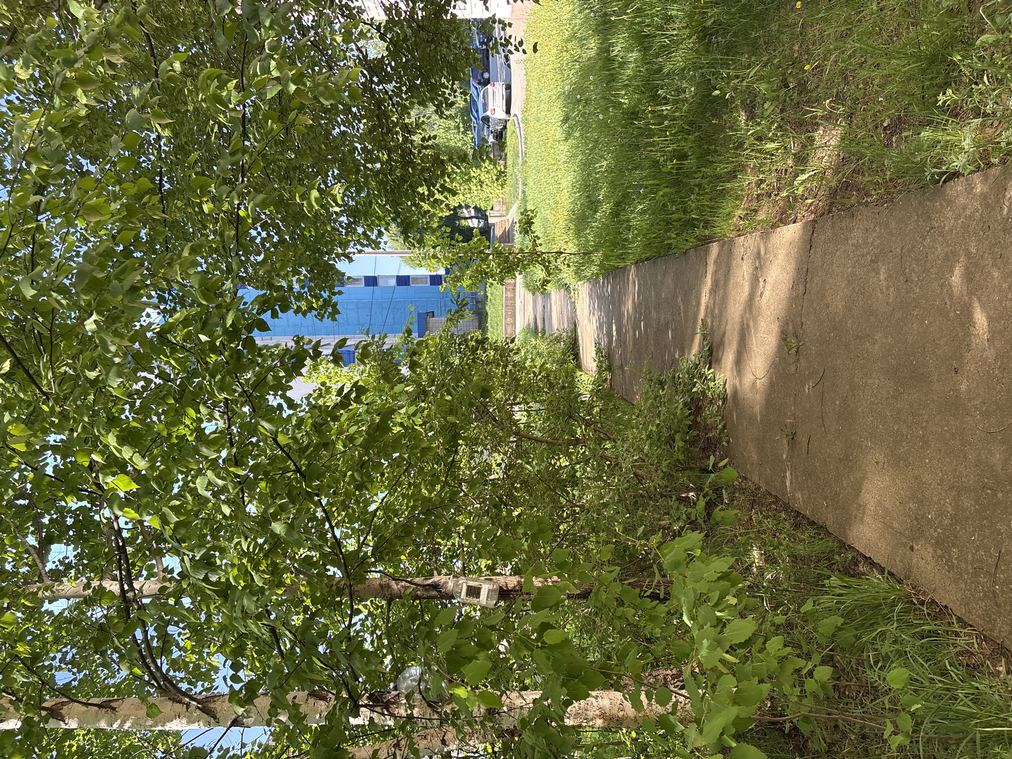 The image shows a concrete sidewalk in Chaikovsky, Russia. The sidewalk runs straight ahead, bordered by grass on the right. A building with blue windows is visible in the background, partially obscured by trees with green leaves on the left. A few parked cars are also visible in the distance.