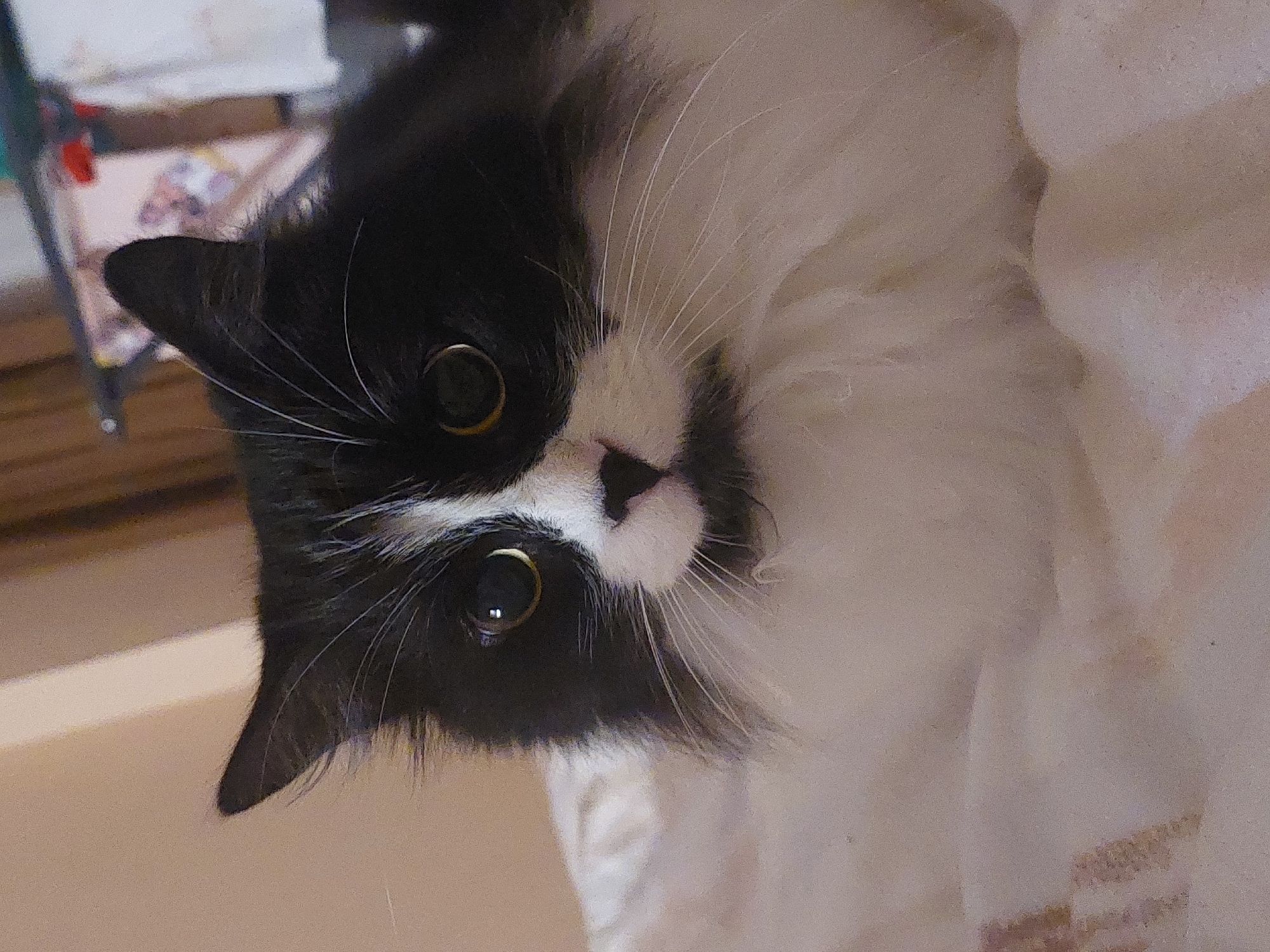 The image shows a black and white cat. The cat is indoors, lying on a light-colored surface that appears to be bedding or a blanket. The cat is looking directly at the viewer. The city of Plovdiv, Bulgaria, is not visible in this image, and there is no indication of its location.