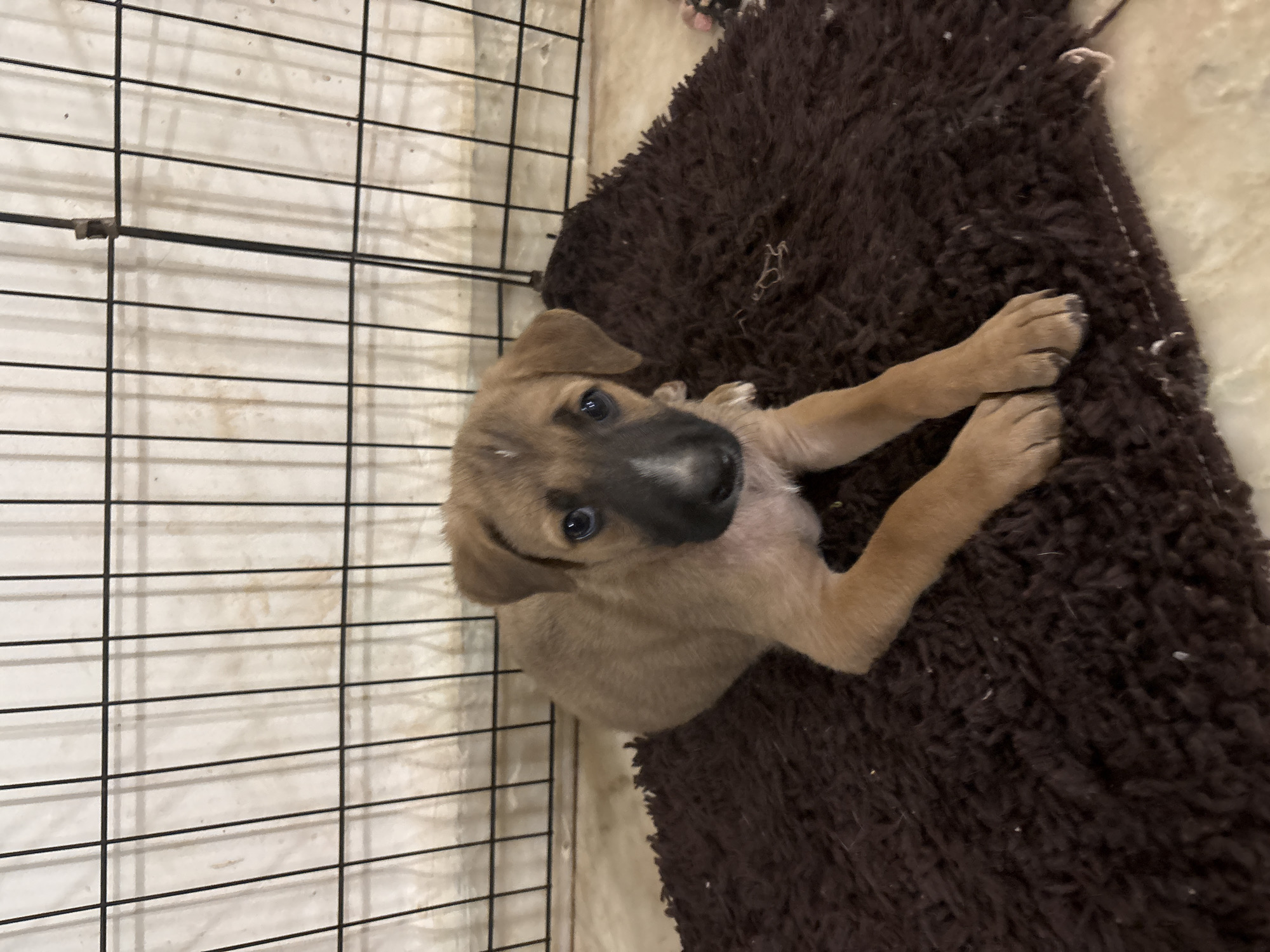 An orphaned puppy, estimated to be about two months old, is sitting on a dark brown rug in an indoor enclosure. The puppy is tan with black markings around its nose and blue eyes. Behind the puppy, a black metal wire enclosure is visible, with a light-colored wall as the backdrop. The floor appears to be tiled. The scene is located in Ashvem, India.