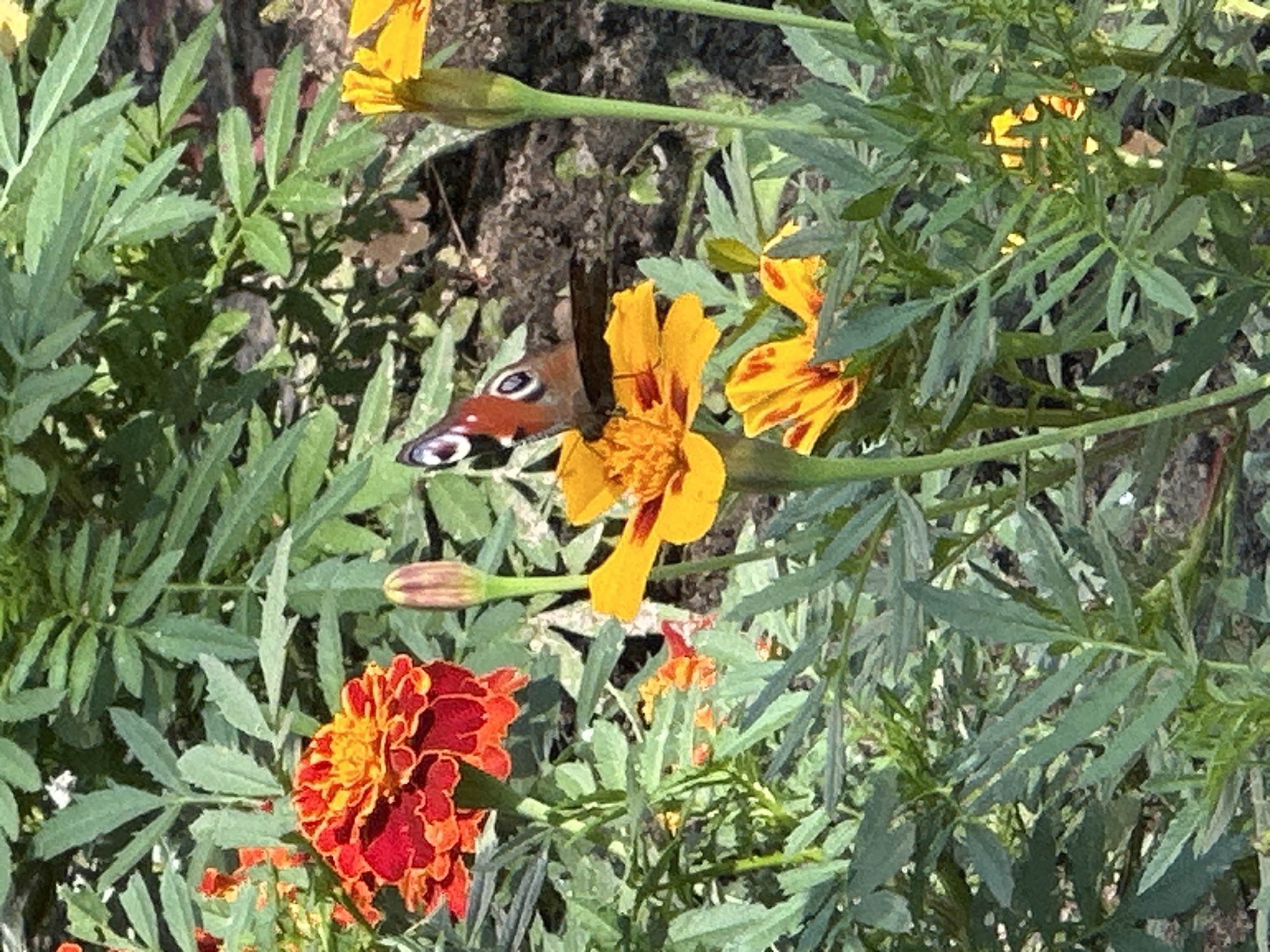 A peacock butterfly rests on a yellow marigold flower in a garden. The butterfly's wings are open, displaying intricate patterns of brown, orange, and blue. The marigold is a vibrant yellow with hints of orange in its center. Surrounding the marigold are lush green leaves and other marigold flowers in various stages of bloom, some red and orange. The background is softly blurred, suggesting a natural outdoor setting. The image was taken in Uray, Russia, likely during the warmer months when butterflies and flowers are abundant.