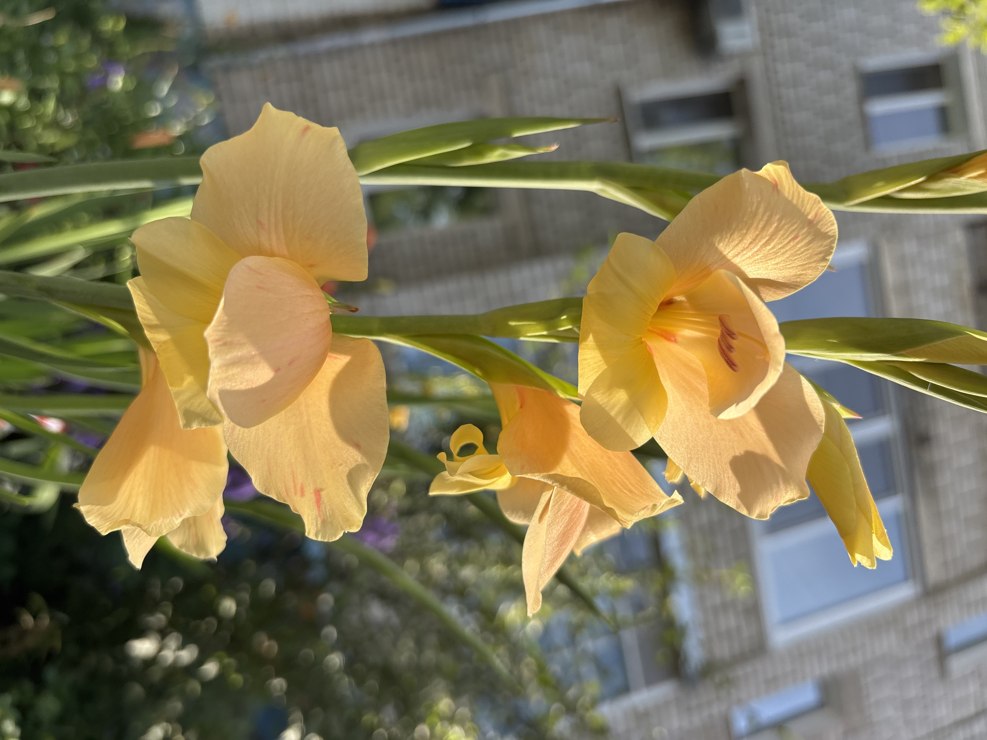 This is a close-up, eye-level, vertical outdoor photograph of peach gladiolus flowers in bloom. The flowers are the primary subject and are brightly lit by the sun, which casts a warm glow on their petals. Several blooms are visible, ranging from fully open to partially budded. Delicate red speckles are visible on some of the petals. The stems and leaves of the gladiolus are a vibrant green.
In the background, out of focus, is a brick building with several windows. The building appears to be a residential or institutional structure, typical of urban environments. To the right of the building, there is dense green foliage, also out of focus, creating a bokeh effect with scattered light. The overall setting suggests a garden or yard adjacent to a building in Blagoveshchensk, Russia. No people are present in the image. The lighting suggests it is daytime, likely late afternoon due to the warm, angled light.