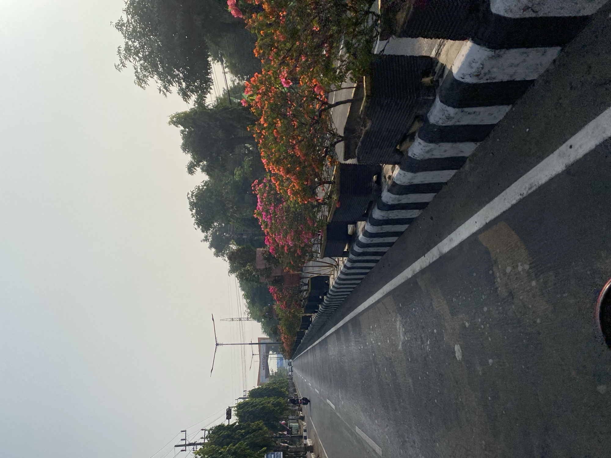 The image depicts a road in Kediri City, Indonesia, lined with potted flowering plants on one side and trees on the other. The road appears to be a multi-lane thoroughfare with a white lane marker. In the foreground, the asphalt surface is visible with some scuff marks and what appear to be water spots or debris. A black and white striped concrete barrier runs along the edge of the road, separating it from the planted area.
The planted area features numerous large, dark rectangular planters containing bougainvillea plants in bloom. The bougainvillea are adorned with vibrant pink and orange flowers, creating a striking visual contrast against the green foliage and the gray day. Beyond the planters, a line of trees with dense green canopies stretches along the side of the road. In the background, there is a large archway, possibly an entrance to a city area or landmark, with text that is difficult to decipher. Streetlights are visible along the road, and a few vehicles, including a motorcycle and a car, are traveling in the distance. Overhead, power lines are strung between poles. The sky is overcast, suggesting a hazy or lightly foggy day. The overall impression is that of a well-maintained urban street scene.