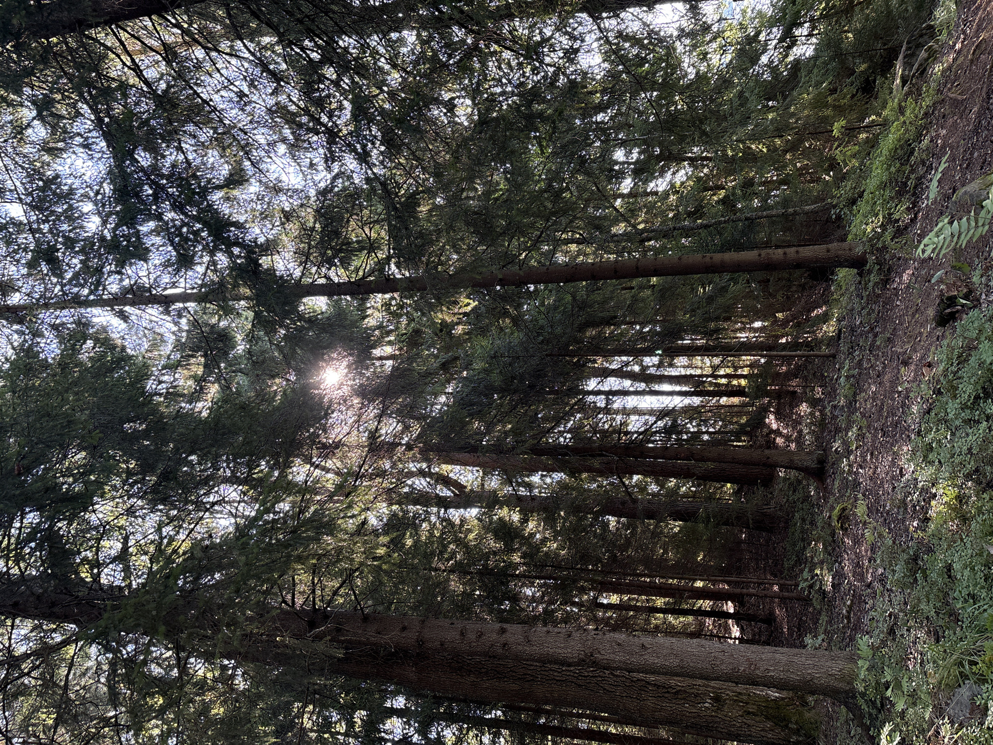 The image depicts a dense forest with tall evergreen trees, likely pine or spruce, characterized by their dark green needles and rough bark. The sun is shining through the canopy, creating bright streaks of light and dappled shadows on the forest floor. The ground is covered with fallen leaves, needles, and patches of low-lying green vegetation, including ferns and mosses. The terrain appears to be sloped, suggesting a hillside or uneven ground. No people or animals are visible in the scene. The overall impression is one of a natural, undisturbed forest environment.