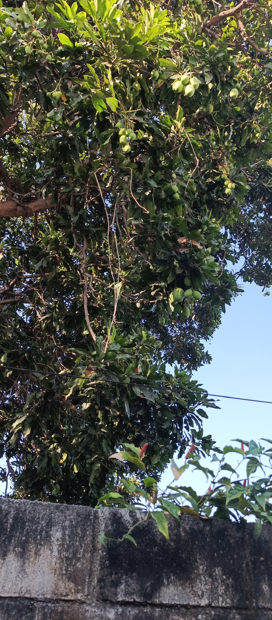 The image shows a mango tree laden with unripe green mangoes. The tree is tall and leafy, with branches reaching towards a clear blue sky. In the foreground, a weathered concrete wall runs across the bottom of the frame. The wall appears to be made of concrete blocks and shows signs of age and wear. Some vines with small red and green seed pods are growing over the wall, reaching towards the mango tree. The overall scene suggests a typical outdoor environment in a residential or semi-rural area, consistent with locations like Jatisari, Indonesia, where mango trees are common. No people or specific actions are depicted in the image.