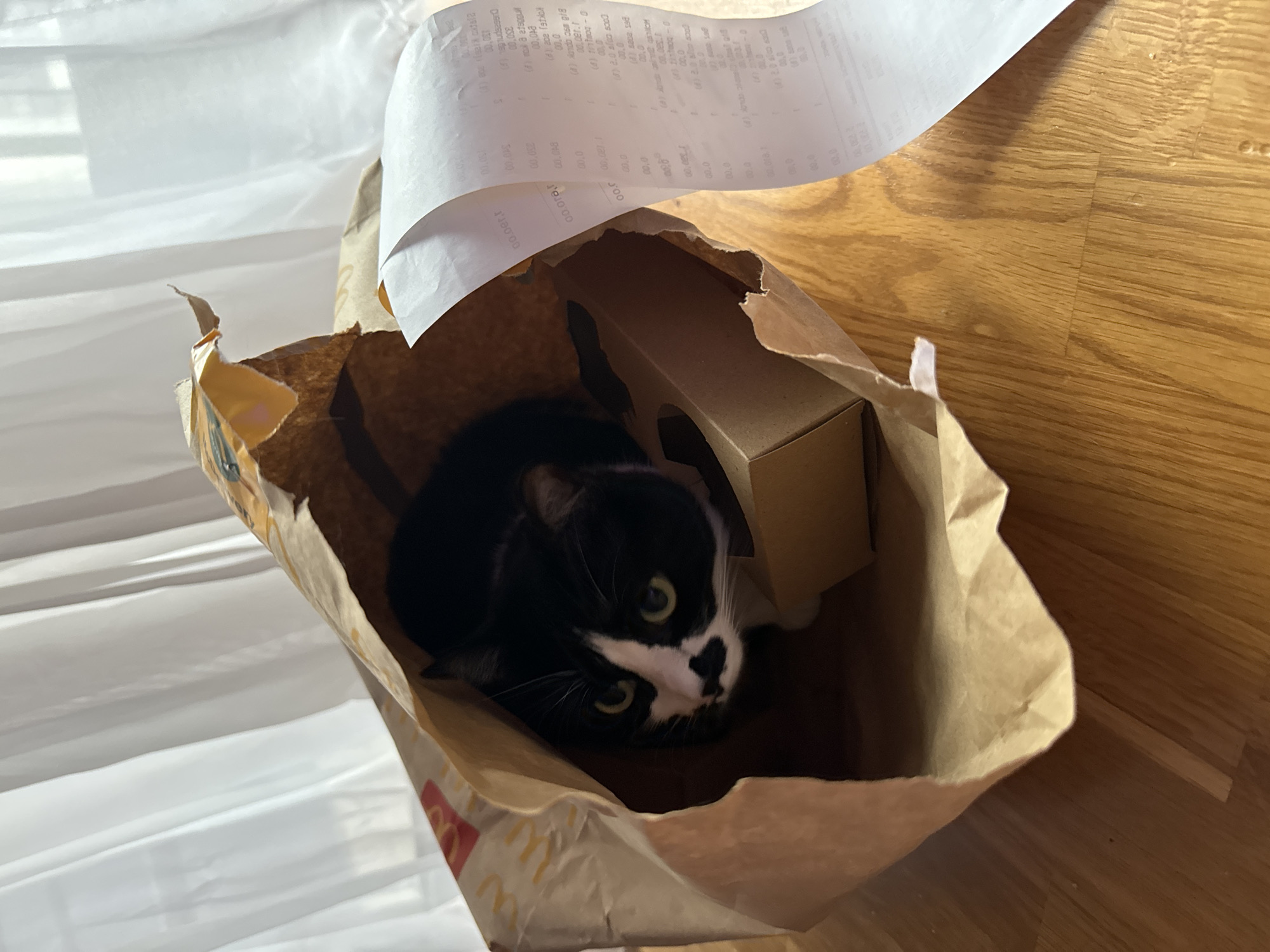 A black and white cat is nestled inside a crumpled brown paper bag. A receipt spills out from the top of the bag. A small brown cardboard box is also visible inside the bag. The bag sits on a wooden floor, beside white fabric. Based on the receipt text, the location may be Belgrade, Serbia.