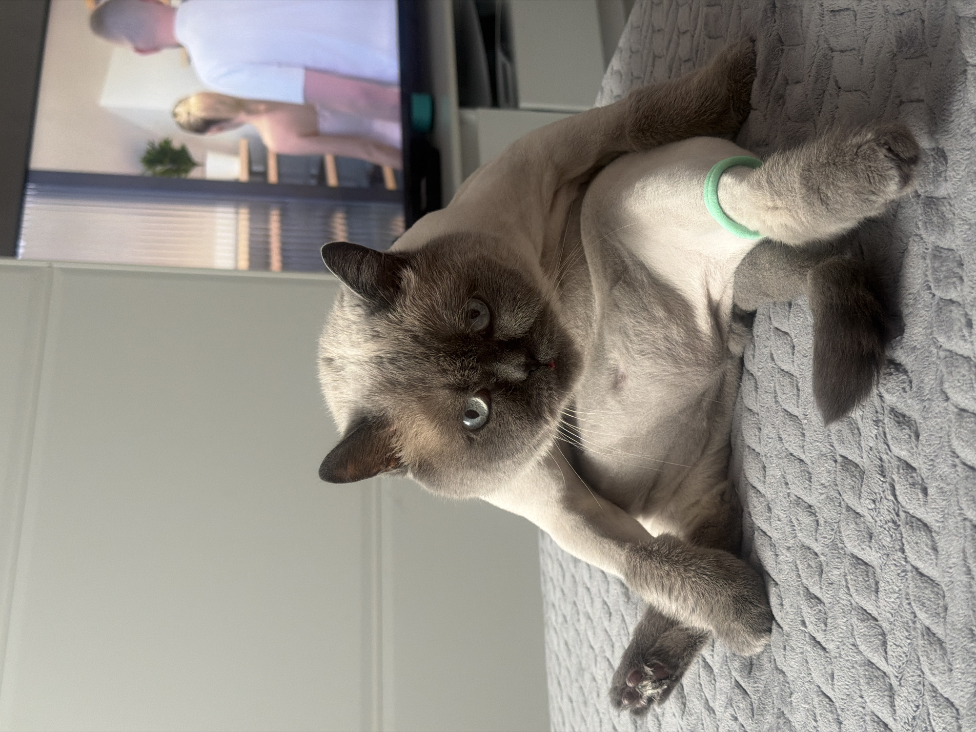 A gray cat with a dark face and blue eyes is lying on its back on a gray textured blanket. The cat has a green ring around its leg. A television displaying two people is in the background. The environment appears to be indoors, with a white wall visible to the left. The city of Rostov-on-Don, Russia is not discernible from the image.