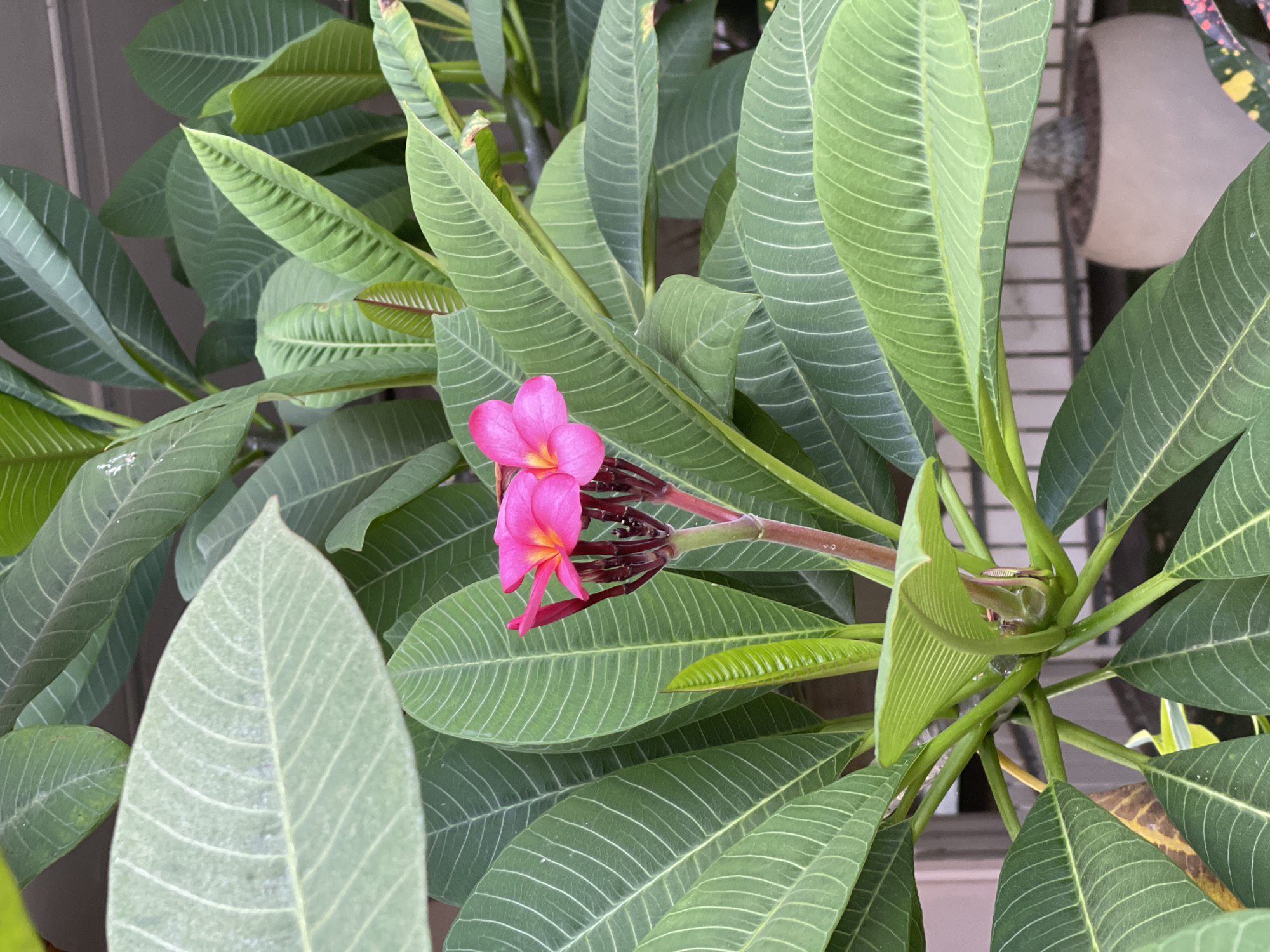 A close-up shot of bright pink plumeria flowers and their lush green leaves is captured against a blurred background. The flowers are arranged in a cluster, with their petals unfurling in a delicate spiral. The leaves are broad and ovate, with prominent veins that create a textured pattern. A hint of a potted plant and a metal fence can be seen in the background, suggesting an outdoor setting, possibly a garden or balcony in Netanya, Israel. The lighting is natural, highlighting the vibrant colors of the flowers and the rich green of the foliage.