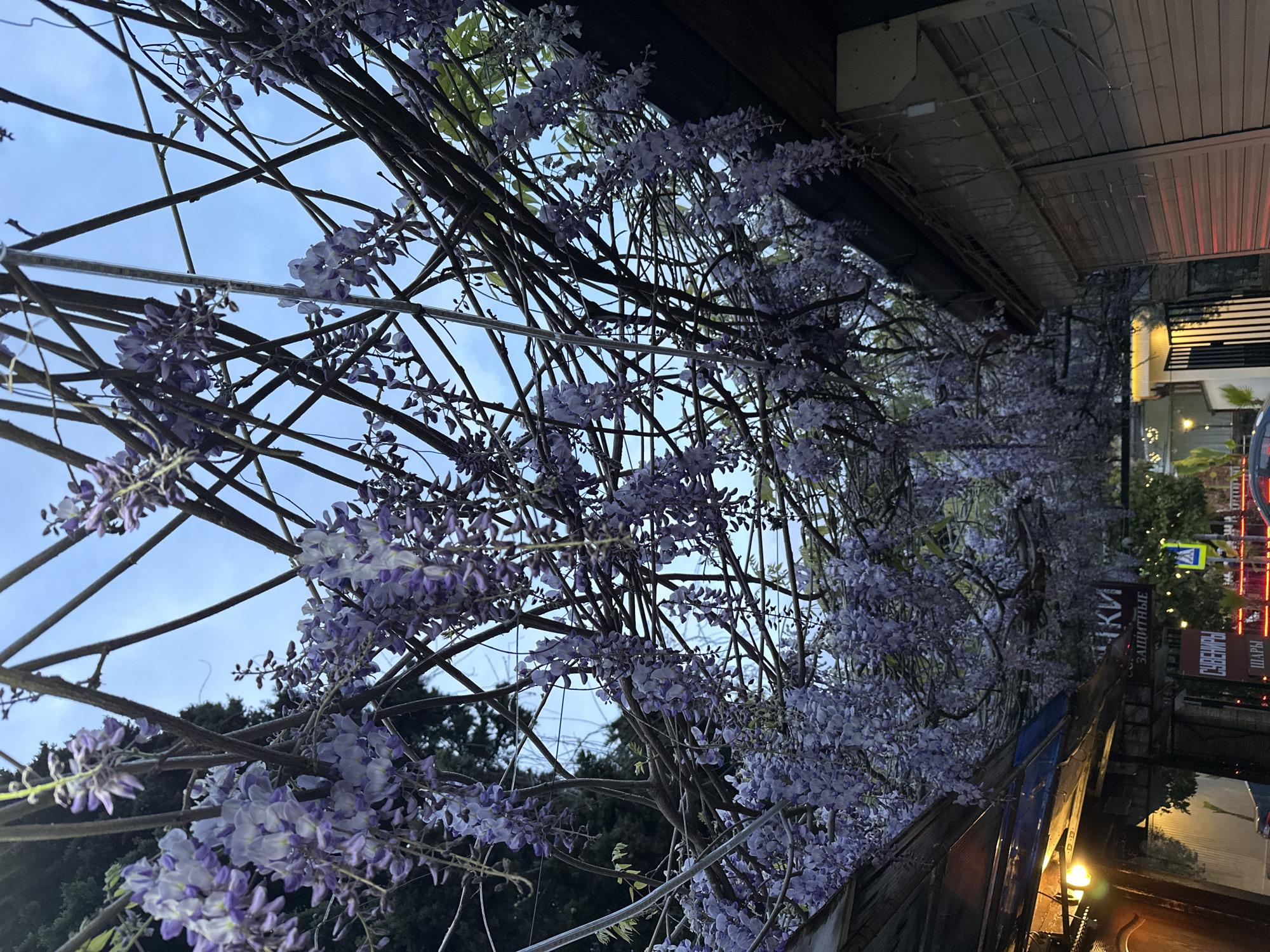 The image, when viewed correctly (rotated 90 degrees counter-clockwise), presents an evening or twilight scene dominated by a vibrant canopy of flowering wisteria. Dense clusters of purple and lavender wisteria blooms, intertwined with dark woody vines and branches, form an overhead arbor against a pale blue sky. Some green leaves are visible among the blossoms.
Beneath the wisteria canopy, to the right, an urban environment unfolds. A building facade with a dark roof or awning is visible, illuminated by various artificial lights that cast a warm glow on the scene. The lighting suggests it is either dusk or early night.
Commercial signs are visible on the building to the right. Clearly legible text includes "СУВЕНИРЫ" (Souvenirs) and "ШАРЫ" (Balloons or Spheres) on a bright sign. Above this, on a darker sign, part of a word reads "ЗАЩИТНЫЕ" (Protective), which is likely part of a longer phrase. Further to the left on the same brown sign, incomplete text ending in "КИ" can be seen.
In the background, beyond the immediate structures, dark foliage of trees is discernible, and a blurred yellow sign, possibly indicating a pedestrian crossing, is faintly visible. The scene captures a decorative and inviting atmosphere, characteristic of an illuminated street in an urban setting like Sochi, Russia. No people or specific activities are depicted.