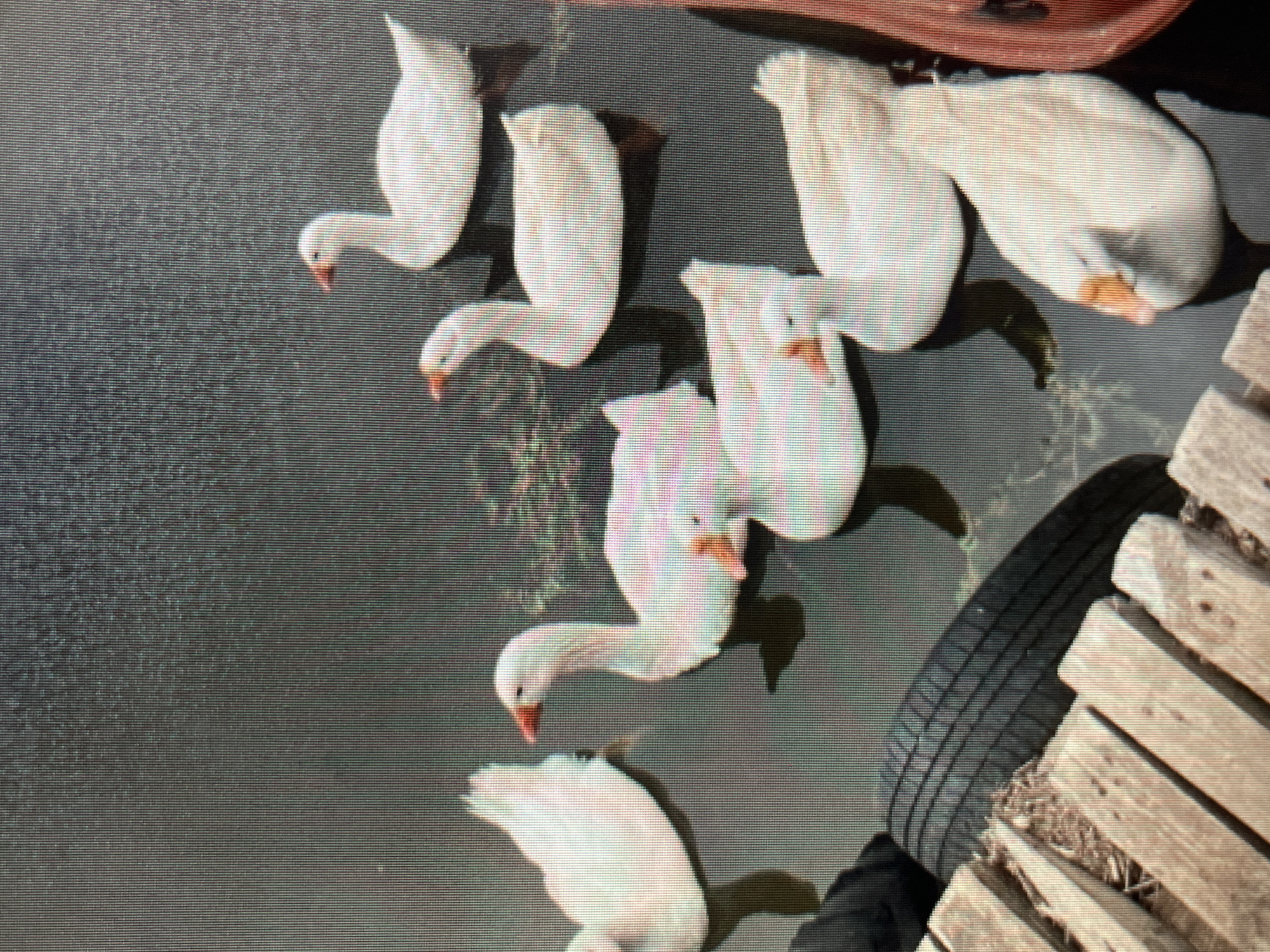 An aerial shot shows a group of white geese swimming in dark, still water. The geese are clustered together, with some facing forward and others turned to the side. The water appears to have some vegetation or debris floating on its surface. In the foreground, a wooden structure, possibly a dock or pier, is visible, along with a black tire partially submerged in the water. The scene suggests an outdoor environment, likely a pond or lake, where these waterfowl are gathered. The location is not specified in Sejahtera, Indonesia.