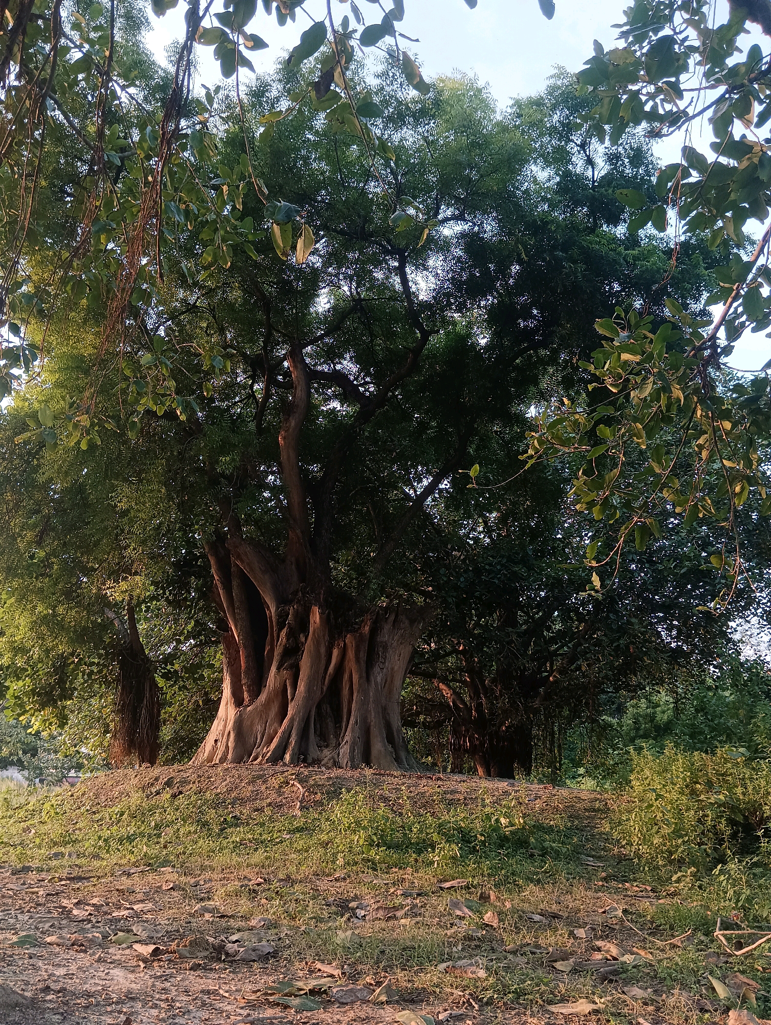 The image depicts a large, ancient banyan tree with multiple thick, interwoven trunks and aerial roots, standing on a slight mound of earth covered in dry leaves and sparse grass. The tree is situated in an outdoor environment with lush green foliage and dappled sunlight filtering through its canopy. The background shows more dense vegetation and trees, suggesting a natural or park-like setting. The ground in the foreground is a mixture of soil, dry leaves, and grass. There are no people or visible human activity in the frame. The scene suggests a tranquil, natural landscape in or near Tilkar, India.