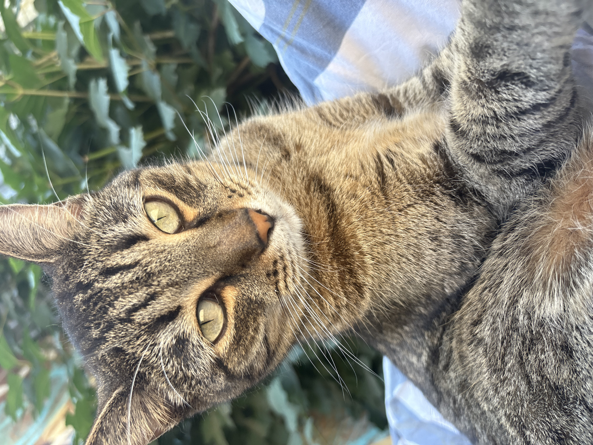 A close-up, eye-level, full-body shot focuses on a tabby cat, predominantly grey and brown with distinctive stripes. The cat's green eyes are wide open, and its gaze is directed slightly to the left of the camera. Its whiskers are long and white, fanning out from its nose. The cat is resting on a surface covered by a light-colored fabric with blue stripes. Behind the cat, out-of-focus green foliage suggests an outdoor setting, possibly a garden or natural area. The lighting indicates it is daytime, with sunlight illuminating the cat's fur. The image appears to have been taken in Almaty, Kazakhstan, given the context of the request.
