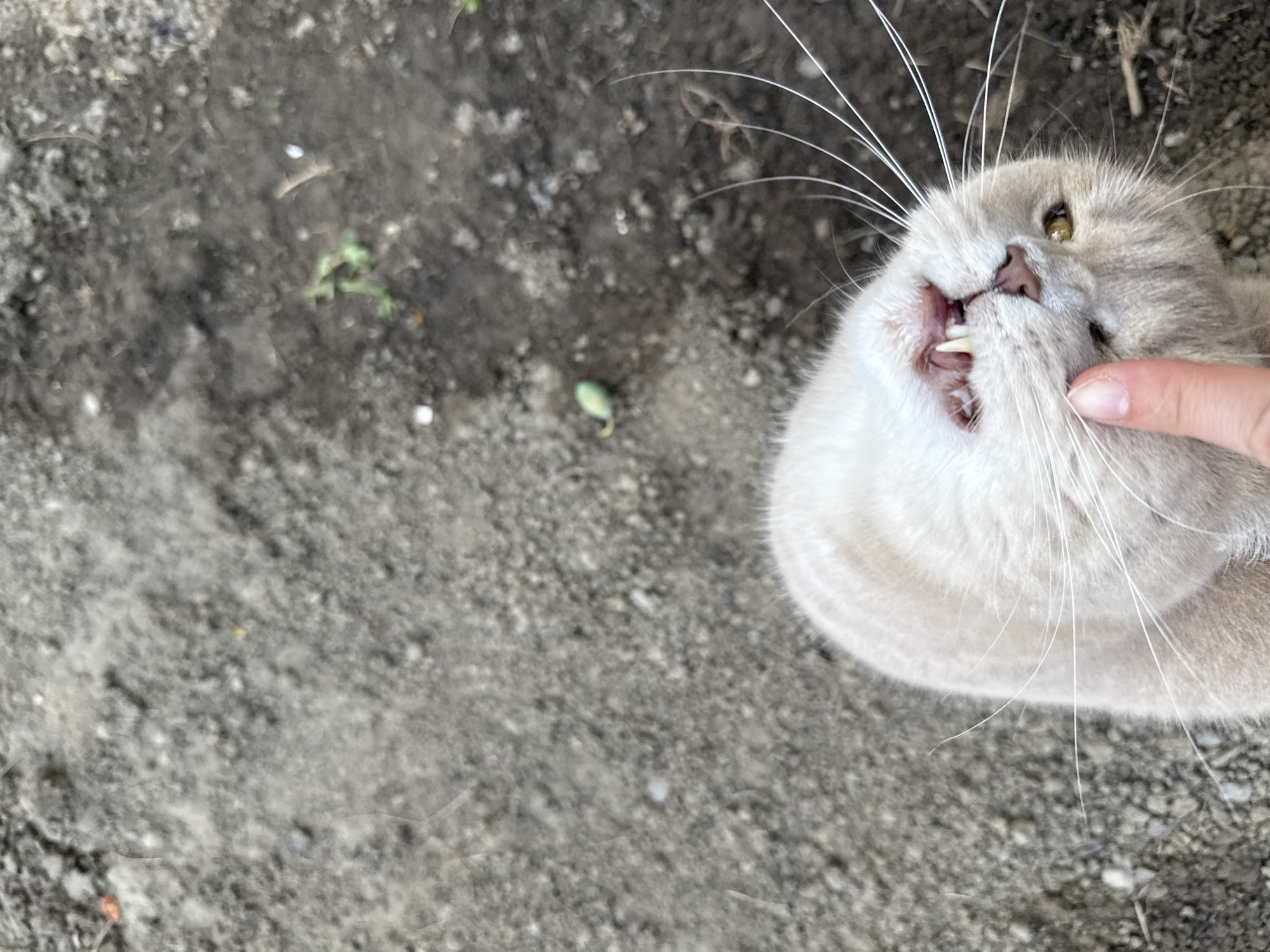 An outdoor, high-angle shot depicts a light-colored, short-haired feline interacting with a human finger. The cat, appearing cream or pale grey, is positioned in the lower-right foreground, its head tilted upwards and slightly to the viewer's right. Its mouth is partially open, revealing healthy pink gums and prominent, sharp upper canine teeth. One visible eye is amber-yellow. Long, white whiskers extend from its muzzle. A human index finger, light-skinned and with a short, unpolished nail, is gently pressing against the cat's lower jaw or chin, seemingly facilitating the view of its teeth. The background consists of dry, dark greyish-brown soil interspersed with numerous small pebbles, minor debris, and sparse green sprouts of vegetation. The scene is consistent with an unpaved outdoor ground environment that could be found in a city such as Uzhhorod, Ukraine. Natural light illuminates the scene evenly.