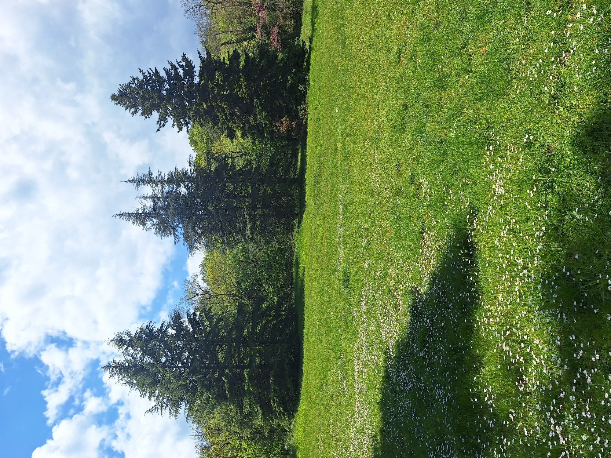 The image shows a green lawn with many small white flowers. The lawn is bordered by a row of tall evergreen trees on the left side of the image. Beyond the trees, a blue sky with white clouds is visible. The photograph appears to have been taken in a park or open space on a sunny day. The location is in the city of Varna, Bulgaria.