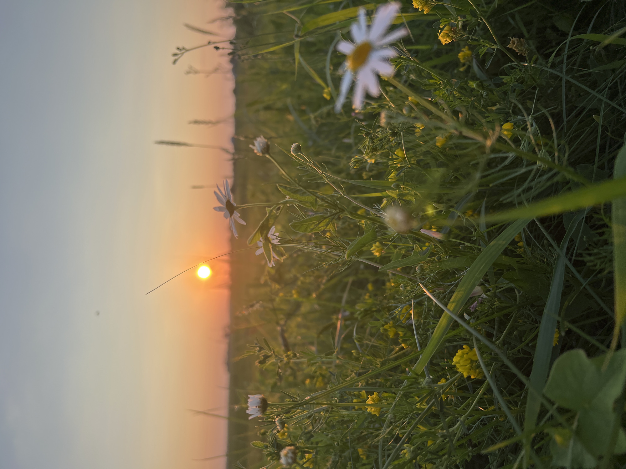 An outdoor, low-angle, close-up, eye-level shot captures a field of wild daisies and yellow flowers at sunset in Pivkino, Russia. The sun, a bright orange orb, is visible in the upper left quadrant of the frame, casting a warm glow over the scene. The sky is a gradient of soft oranges and pale blues. Several white daisies with yellow centers are in focus in the foreground, along with numerous small yellow flowers and green grass. A few blades of grass and a single stem are silhouetted against the sunset. The overall atmosphere is serene and natural, depicting a peaceful moment in the Russian countryside.