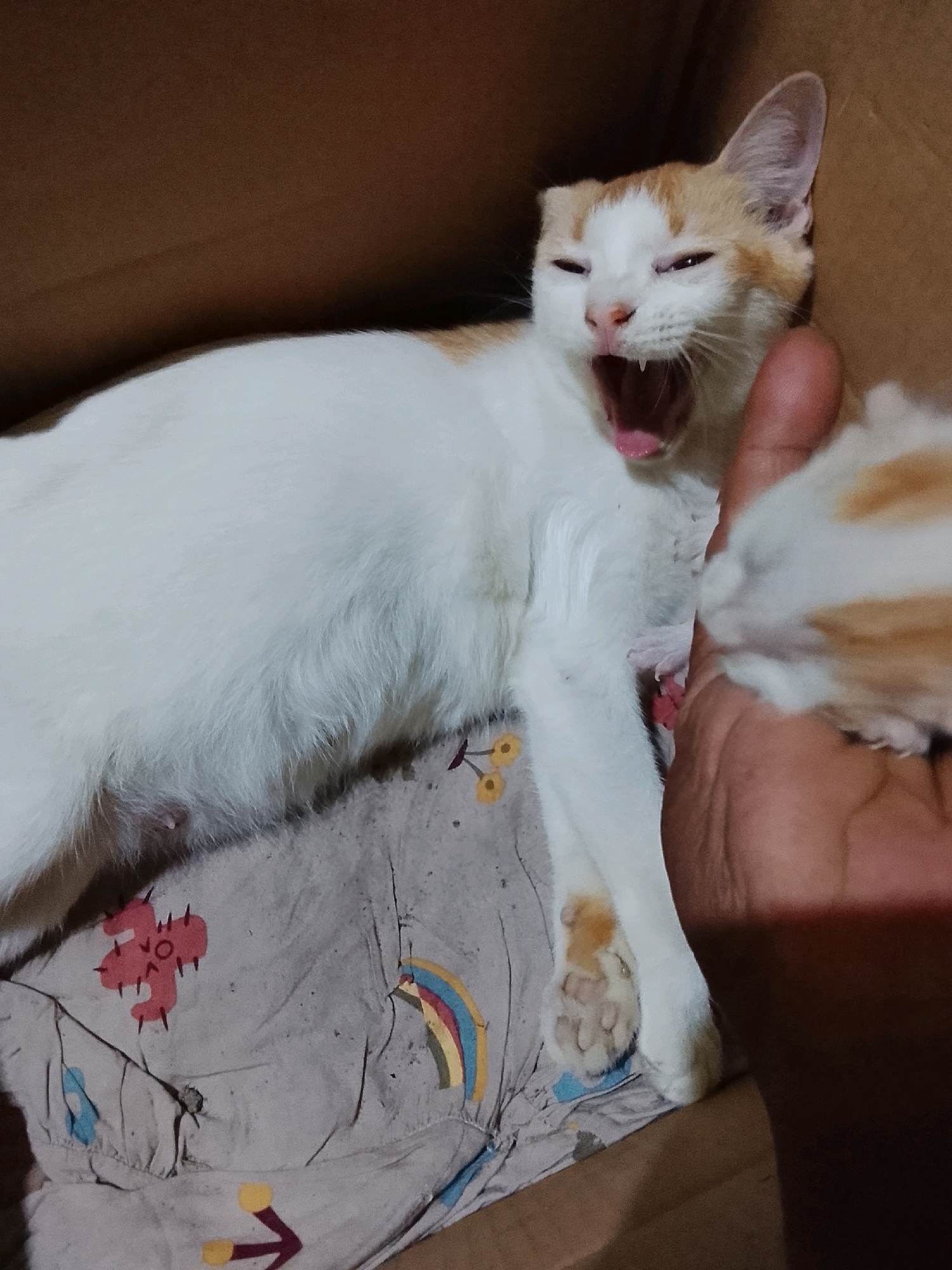 A young, light-colored cat with orange markings is captured mid-yawn, its mouth wide open revealing pink gums and tiny sharp teeth. The cat is lying down on a patterned cloth, possibly a blanket or cushion, within a cardboard box. The cloth features cartoonish designs of a cactus and a rainbow. A human hand is visible on the right side of the image, partially obscuring a portion of the cat and a second, out-of-focus smaller cat or kitten. The overall setting appears to be indoors, with the cardboard box suggesting a temporary enclosure or a makeshift bed. The scene is well-lit, highlighting the texture of the cat's fur and the details of its yawn. There is no information available about the location in Ujungrusi, Indonesia.