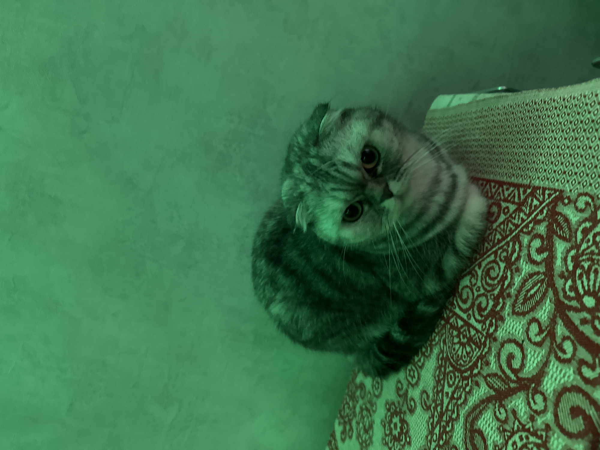 A medium shot depicts a Scottish Fold cat sitting on a surface covered with a patterned tablecloth. The background is a green wall. The location is presumed to be an indoor setting in the city of Unknown, Russia.