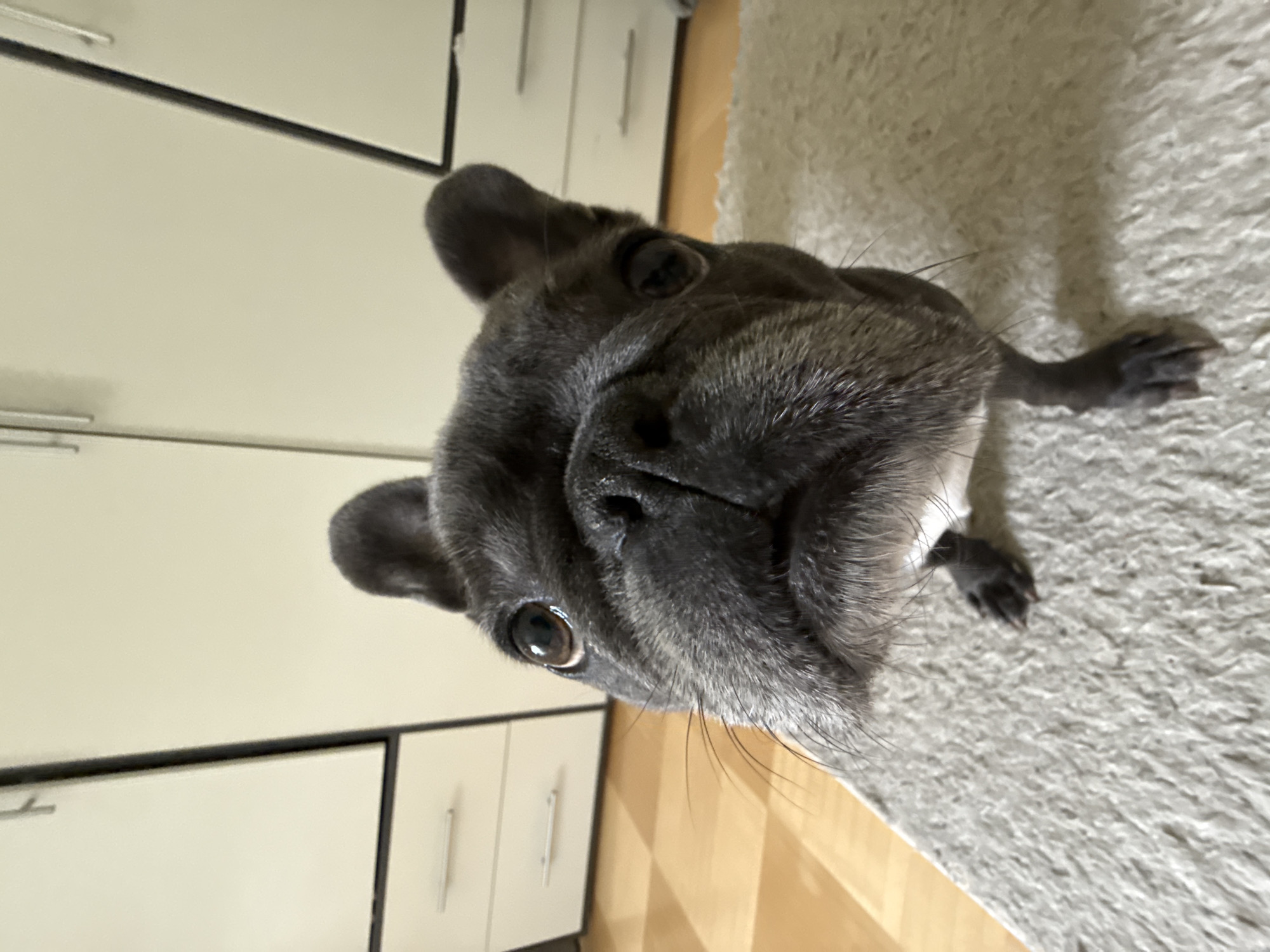 A dark grey French Bulldog is the primary subject of this close-up, eye-level shot. The dog is positioned in the foreground, with its face filling most of the frame. Its dark eyes are looking directly at the camera, and its ears are upright. The dog is on a light-colored rug, and behind it, a wooden floor is visible, leading to a set of light-colored cabinets with handles. The scene appears to be indoors, likely in a home. The background suggests a domestic setting, possibly in an apartment or house.