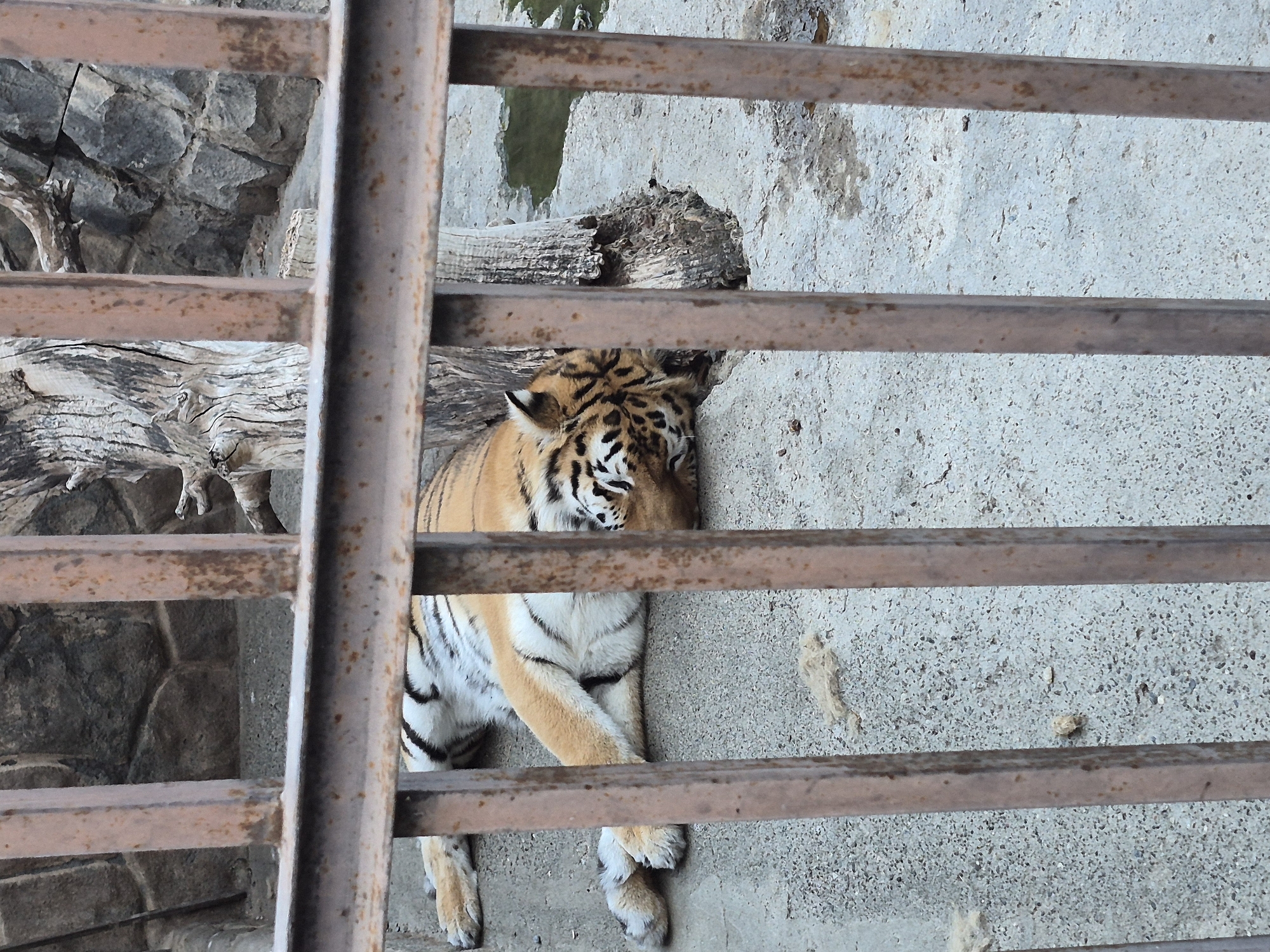 A tiger is lying on its side on a concrete floor, its head resting on its forelegs. It is in a cage with rusty metal bars in the foreground. The tiger is orange with black stripes and white fur on its chest and belly. Behind the tiger, there is a large, rough-barked tree trunk and a rocky wall. A small puddle of water is visible to the right of the tiger. The overall scene appears to be an enclosure in a zoo or animal park. This enclosure is located in the city of Mrgavet, Armenia.