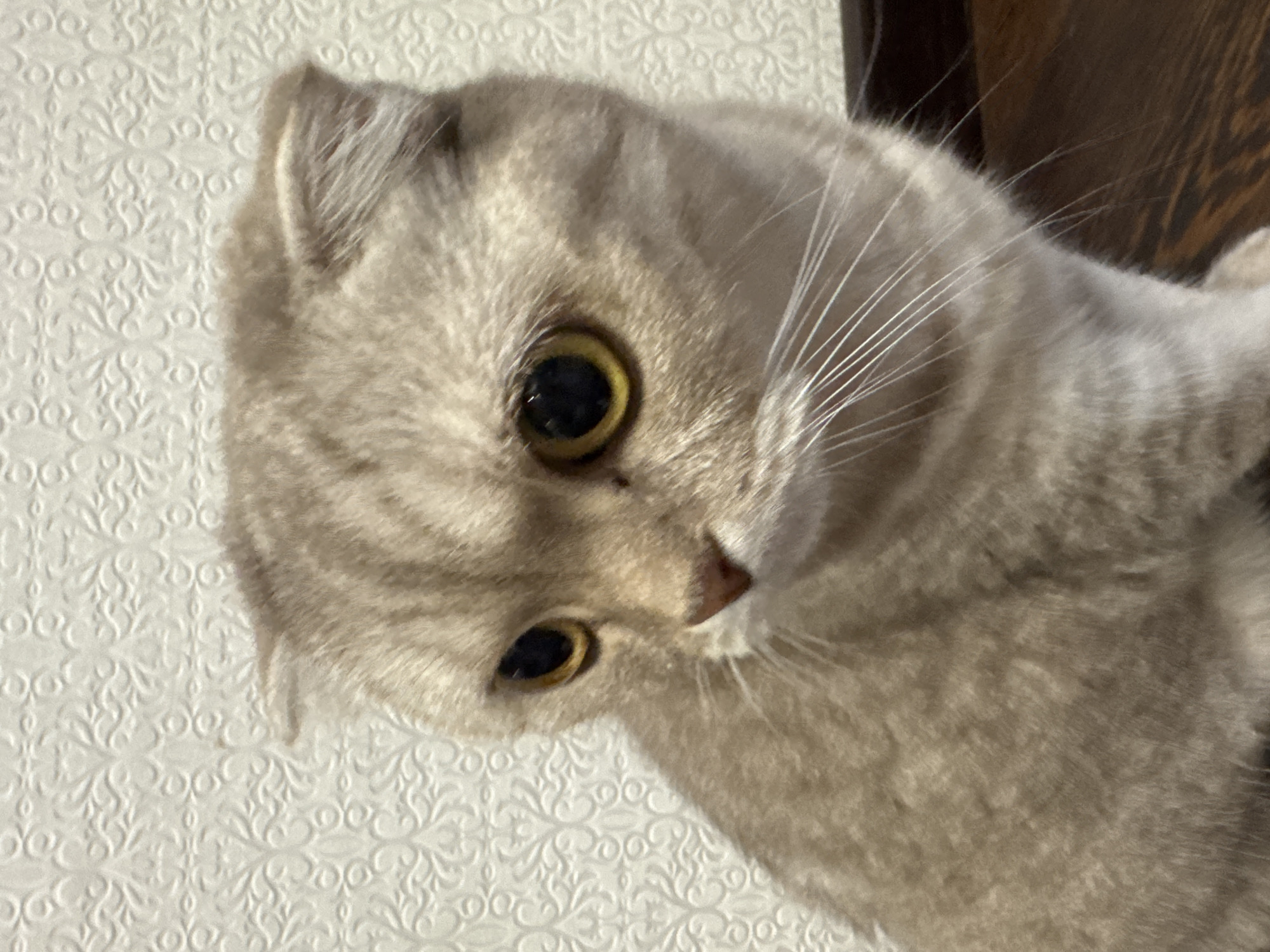 A close-up, vertical, eye-level shot shows a light brown and tan Scottish Fold cat with folded ears and large, amber eyes. The cat is positioned on the right side of the frame, looking down and to the left. Its fur exhibits subtle tabby markings. The background is a white, textured wallpaper with a repeating floral pattern. A dark wooden surface is visible in the lower right corner. No specific location in Saint Petersburg, Russia, can be determined from the image.