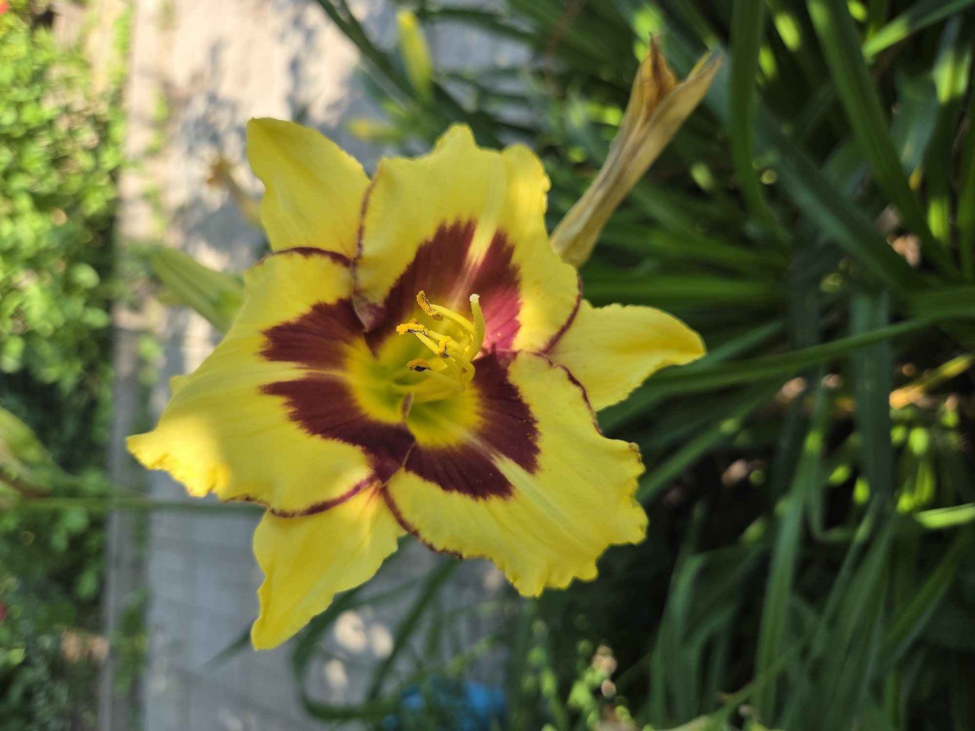 A close-up shot captures a yellow daylily with a deep maroon eye and edges, its petals unfurling in the soft light. The flower, a symbol of summer's bloom, is set against a backdrop of lush green foliage and a sun-dappled pathway, suggesting a garden setting in Troitskoye, Russia. The focus is sharp on the intricate details of the stamen and pistil, while the background blurs into a gentle bokeh, evoking a serene and tranquil atmosphere. The image radiates a sense of natural beauty and the simple elegance of a flower in its prime.