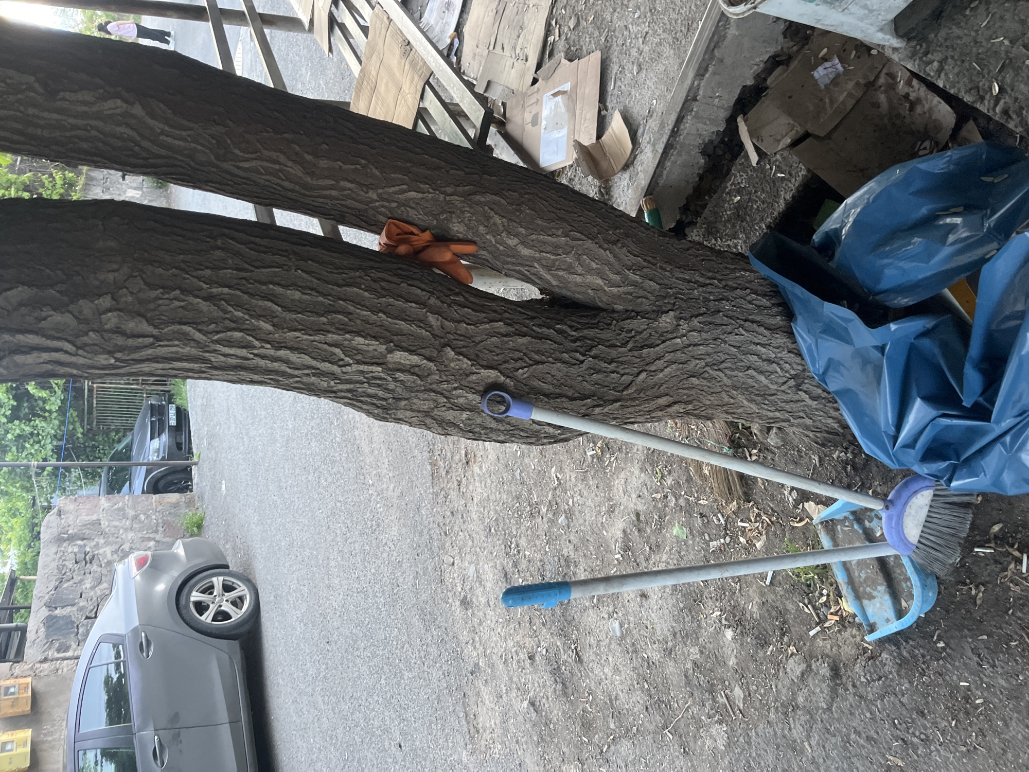 The image depicts an urban scene in Yerevan, Armenia. A gray car is parked on the left side of the frame, partially visible. A tree trunk runs diagonally across the center of the image, with an orange object lodged in its crotch. To the right of the tree, there are cardboard boxes, blue trash bags, a broom, and a dustpan. The ground is littered with cigarette butts. In the background, other cars are visible, along with buildings and trees.
