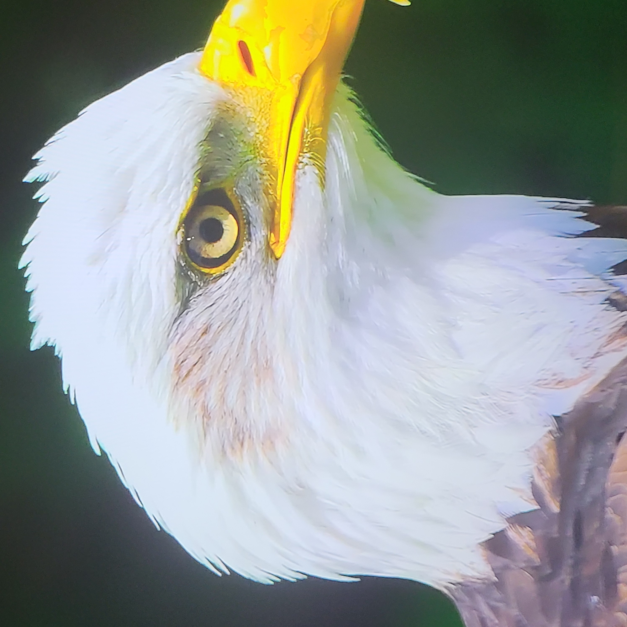 A close-up shot depicts the head of a bald eagle, rotated to the left. The eagle's white feathers contrast sharply with its yellow beak and piercing yellow eye. The background is a dark, out-of-focus green. The image contains no indication of being located in Yerevan, Armenia, or of any people or interactions.