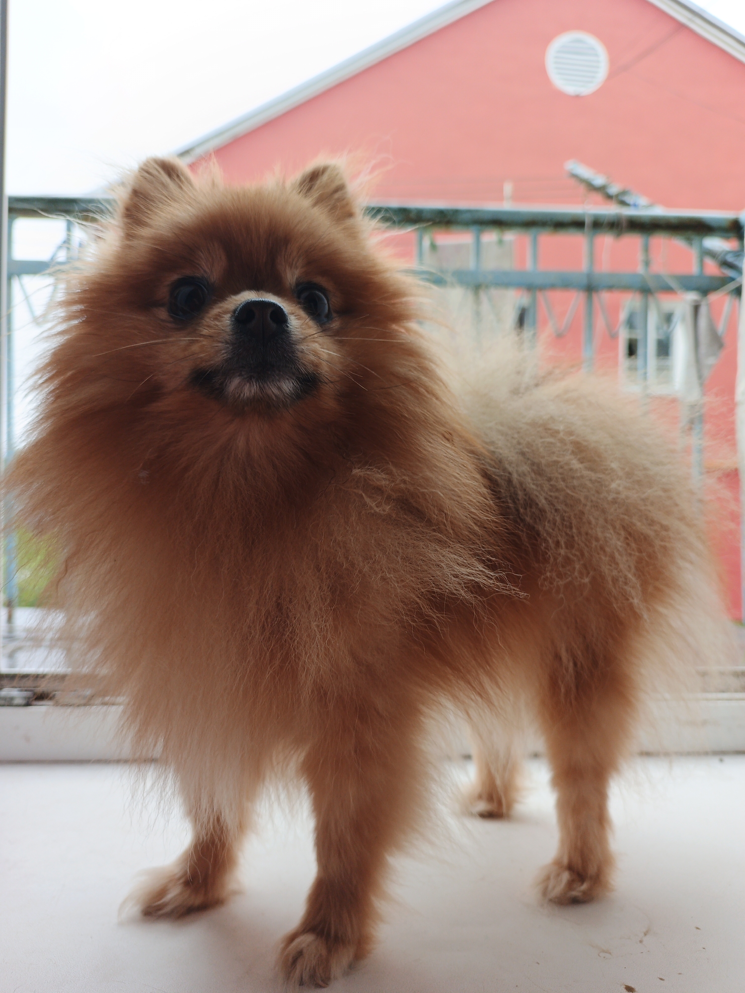 A Pomeranian dog with light brown fur stands on a white surface. The dog is facing the camera, with its head tilted slightly. Its fur is fluffy and appears to be windblown. In the background, there is a red building with a blue railing in front of it. The railing has several horizontal bars and vertical supports. Behind the railing, windows are visible on the building. A circular vent with horizontal slats is present on the upper portion of the building. The sky is overcast and a pale white. The scene appears to be outdoors, possibly on a balcony or porch. The location is identified as Medvedyovka, Russia.