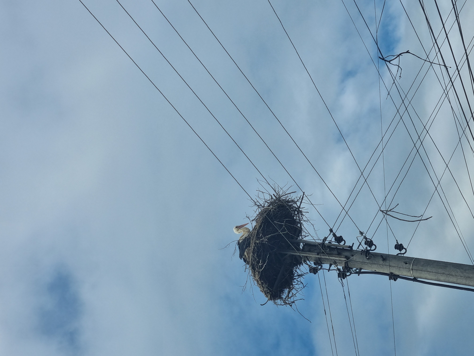 A low-angle shot looking up at a bird's nest on top of a utility pole in Elena, Bulgaria. The nest is large and made of dark twigs and branches. A white bird, possibly a stork, is visible in the nest. The pole is gray and has electrical insulators attached. Overhead power lines run across the sky, which is blue with some scattered clouds.