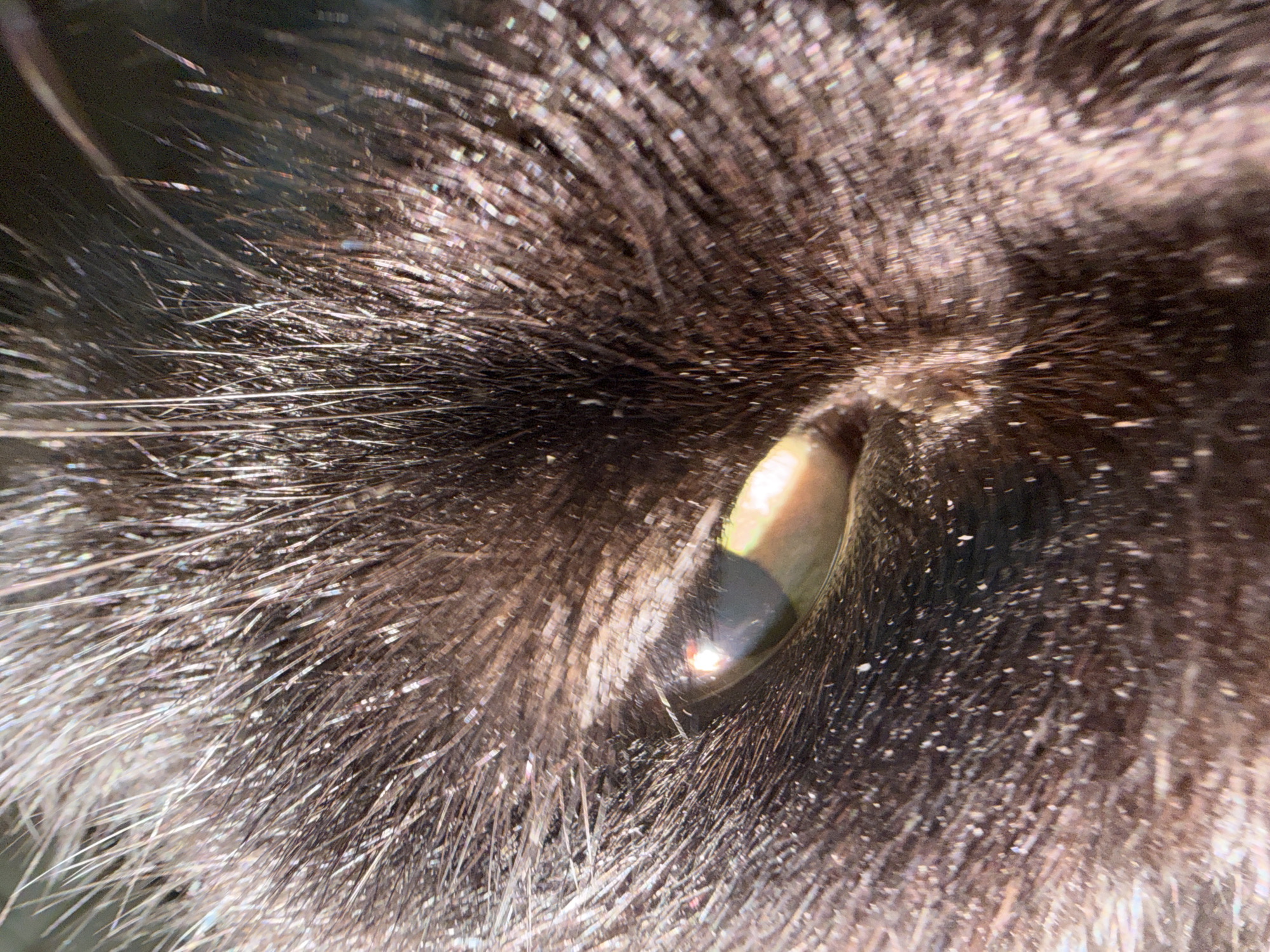 A close-up, eye-level, full-frame shot captures the left eye and surrounding fur of a dark-furred animal, likely a cat. The fur is dark brown to black with individual hairs clearly visible and exhibiting a slight sheen, suggesting sunlight or other light sources reflecting off them. Scattered throughout the fur are numerous small, bright white specks, which appear to be reflective particles or possibly dandruff. The animal's eye is partially open, revealing a slit pupil and a lens that reflects light with a greenish-yellow hue. The iris is a darker shade, almost black, and a significant portion of the eye is obscured by the surrounding fur and a slight blur effect, creating a shallow depth of field. The overall lighting is bright and direct, highlighting the texture of the fur and the details of the eye. The background is dark and out of focus.