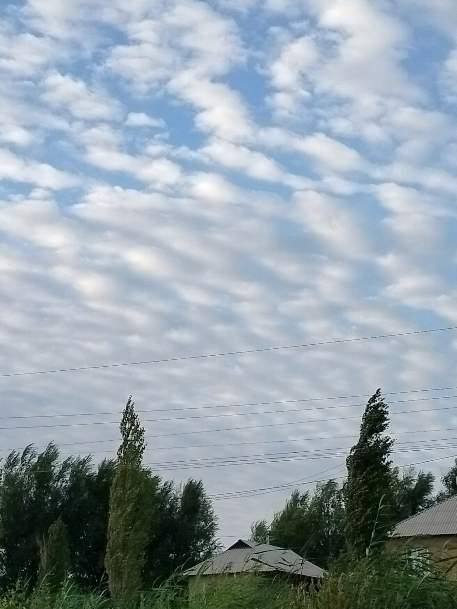 The image depicts a daytime scene in a rural or semi-rural area, possibly on the outskirts of Көлкент, Kazakhstan. The sky is filled with a pattern of fragmented clouds, suggesting a dynamic weather system. Below the sky, a line of tall, slender trees and denser foliage stretches across the mid-ground. Two prominent, narrow trees stand out against the background. Several power lines are visible stretching horizontally across the frame, passing in front of the trees. In the lower right portion of the image, the roof of a building with a corrugated metal roof is partially visible, along with some overgrown vegetation in the foreground. The overall impression is one of a somewhat overcast day in a sparsely populated area.