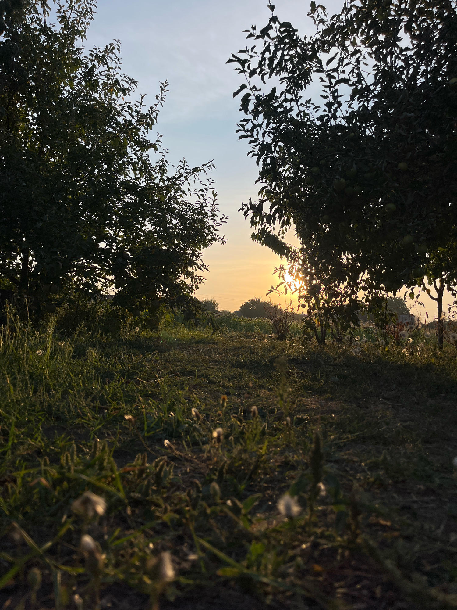 A low-angle, eye-level shot captures an outdoor scene at dusk. Two large trees, one on the left and one on the right, frame a path leading into the distance. The setting sun, visible between the trees, casts a warm glow across the sky and highlights the leaves of the trees. The ground is covered in grass and small plants, some of which appear to be dandelions. In the background, there is a hint of a building or structure and more trees. The overall mood is peaceful and serene, with the natural light creating a soft, ambient effect.