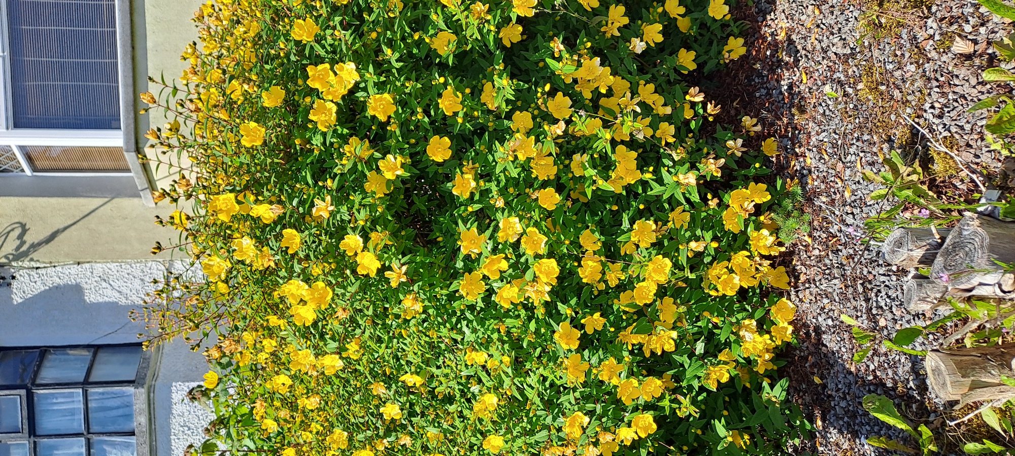 A sunlit, medium shot shows a dense shrub covered in numerous bright yellow flowers and green leaves, dominating the frame. The shrub is situated in front of a building with a textured, light-colored wall and a pale yellow section. A dark-paned window with sheer curtains is visible on the left side of the building, and a bay window with horizontal blinds is on the right. The ground in front of the shrub is covered in small, grey gravel. In the foreground, several weathered, cut wooden posts and some sparse green vegetation with small purple flowers are visible. The overall scene depicts an outdoor setting, likely a garden or yard adjacent to a residential building. The presence of the building with typical Irish architectural features, combined with the shrubbery and gravel ground cover, suggests a location in Castlebar, Ireland. There are no people present in the image.