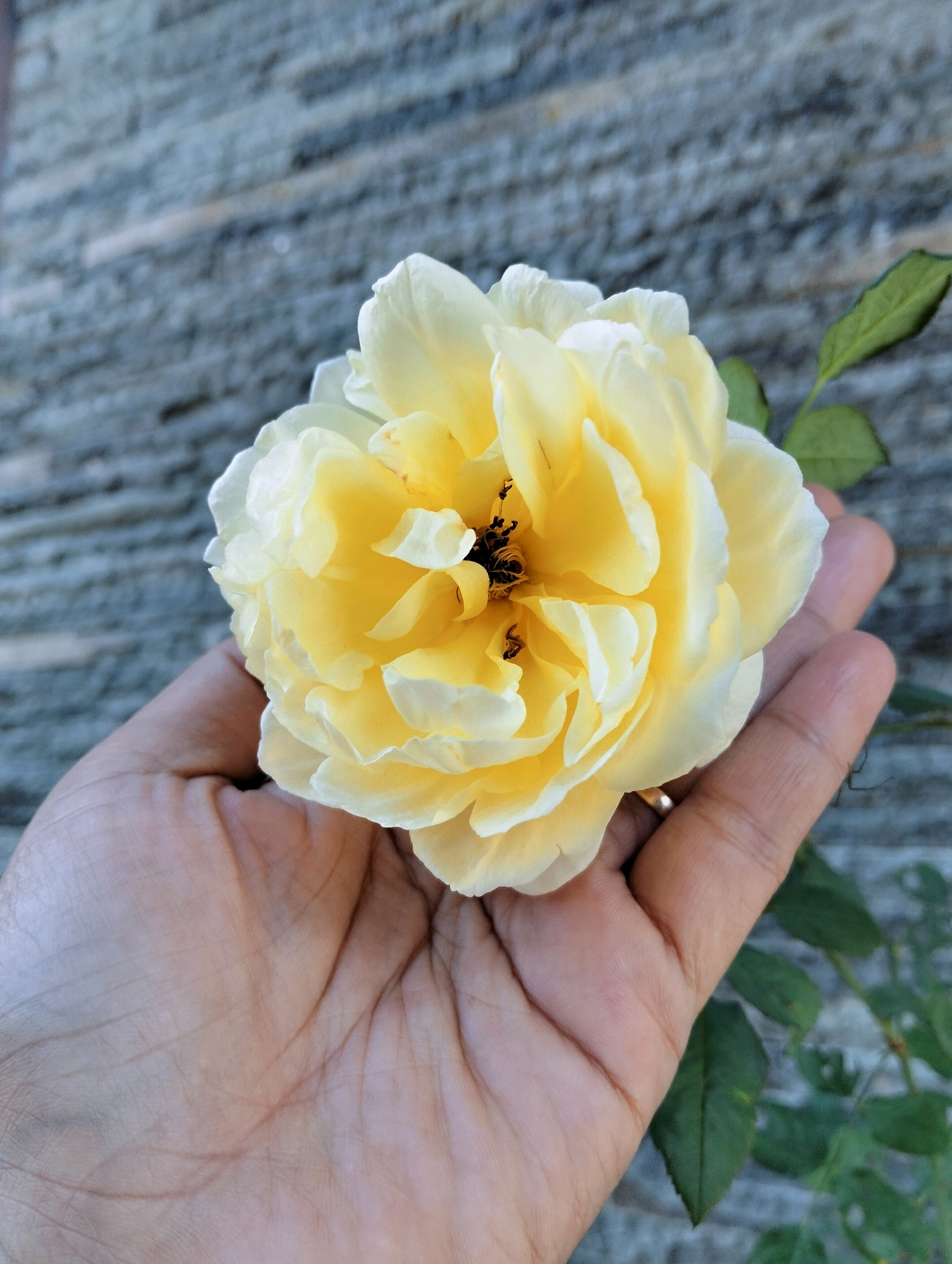 A close-up, vertical, outdoor, medium shot captures a light yellow rose being held in a person's palm against a blurred, grey, textured background that appears to be a stone wall. The rose is in full bloom, with multiple layered petals, and its center is dark. The hand is positioned in the lower half of the frame, with the fingers curved slightly inward to support the flower. A thin gold ring is visible on the ring finger. A few green leaves and stems of the rose bush are present on the right side of the image, extending into the background. The lighting suggests it is daytime.
