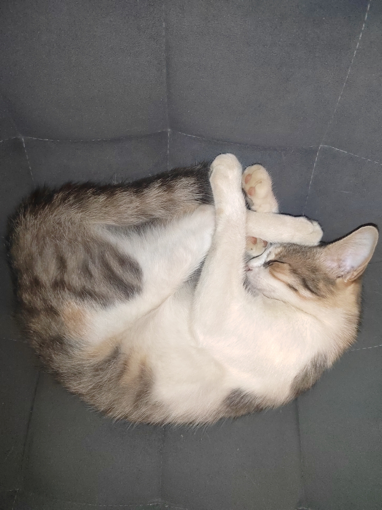 A domestic short-haired cat is curled up and sleeping on a dark gray, textured surface. The cat has tabby markings on its back and tail, with white fur on its chest and belly. Its eyes are closed, and its paws are tucked in, with one paw covering its face. The cat appears relaxed and comfortable. The dark gray surface may be a piece of furniture or fabric. There is no information available about the location in Vityazevo, Russia.