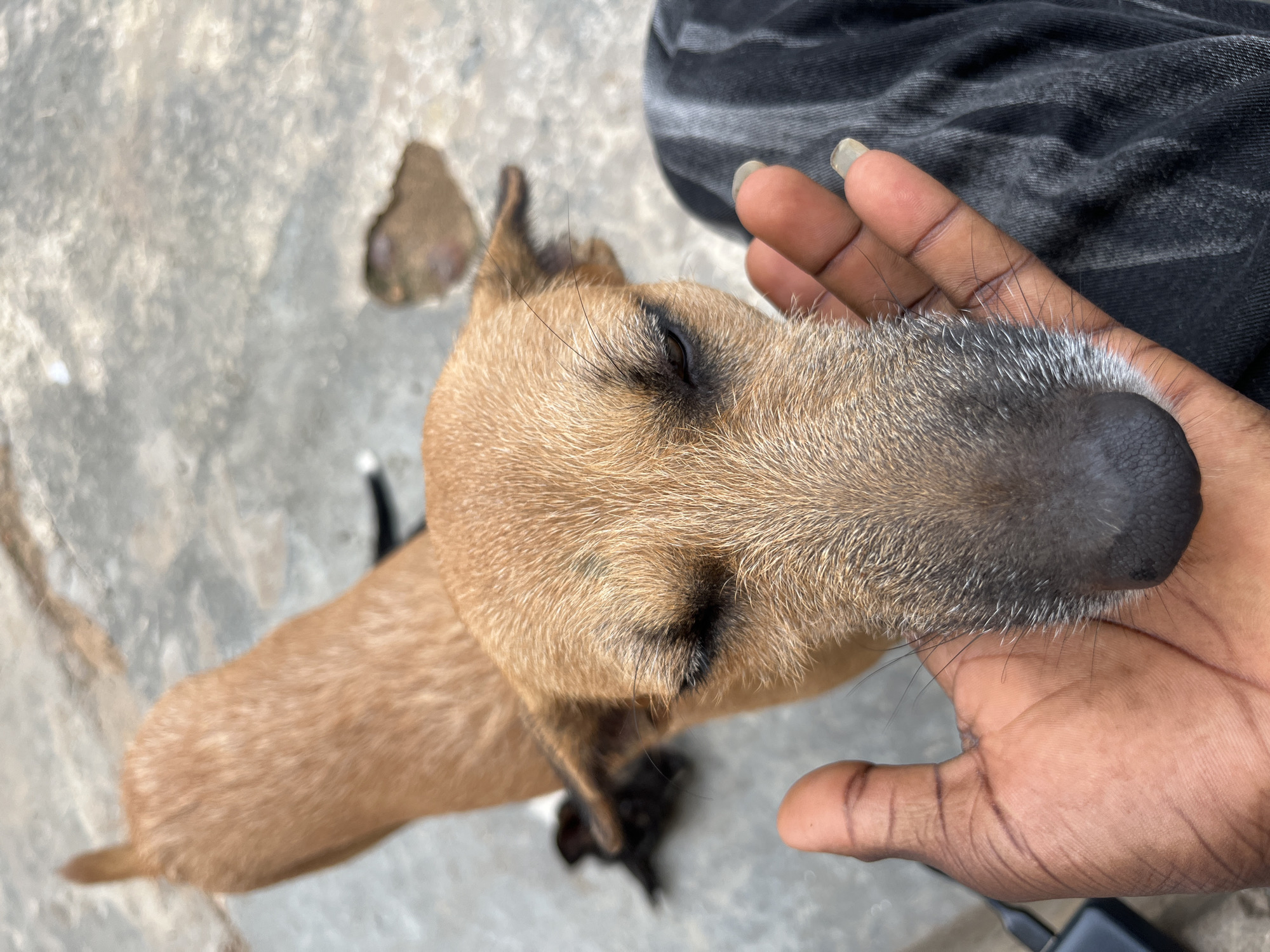 A close-up, high-angle shot captures a small, light brown dog interacting with a person's hand. The dog's head and snout are the central focus, with its brown fur appearing slightly coarse. The dog's left eye is visible, partially closed, conveying a sense of calm or sleepiness. Long, dark whiskers extend from its muzzle and also adorn its face. The person's hand, with dark skin and long fingernails, gently cradles the dog's snout, offering comfort or affection. The hand's skin texture and lines are detailed. The background is a gray, textured surface, possibly concrete or pavement, with a few dark, irregular shapes that could be debris or shadows. The lighting suggests it might be daytime, with natural light casting subtle shadows. The scene is intimate and peaceful, highlighting the bond between the animal and human.