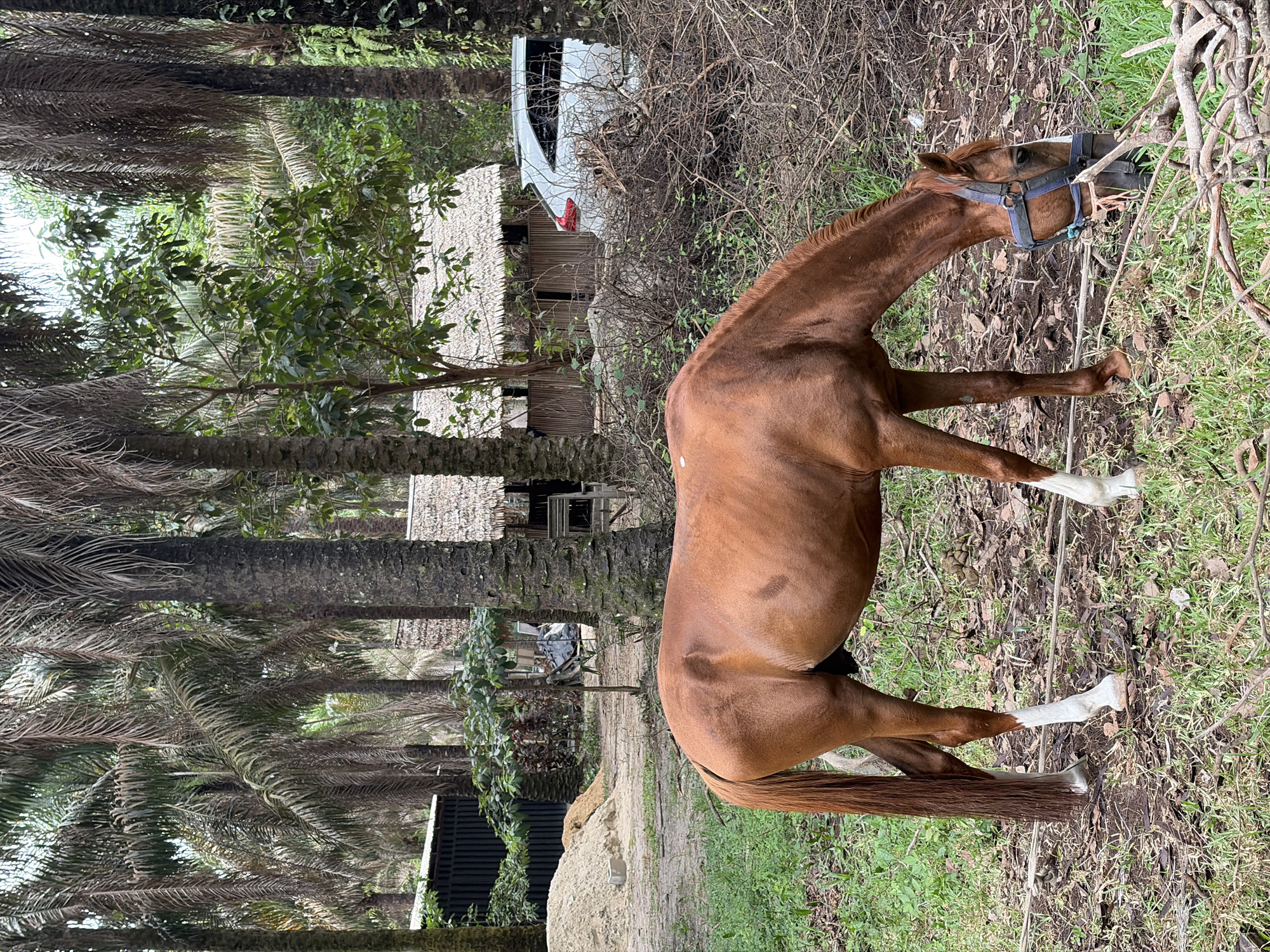 A chestnut horse with four white socks and a blue bridle grazes in a semi-forested area in Lekki, Nigeria. The horse's head is lowered to consume sparse green grass, dried leaves, and plant matter. The immediate ground consists of exposed dirt, patches of grass, and scattered dry foliage and branches. To the right of the horse, a significant pile of dry, cut branches is present.
In the midground and background, numerous tall palm trees with visible dry fronds dominate the canopy, interspersed with other green leafy trees and undergrowth. To the left, a black corrugated metal structure or fence section is visible, with a large mound of light-colored sand and concrete blocks positioned behind it. To the right, multiple rustic, single-story structures with thatched roofs and possibly bamboo or woven walls are present. A white SUV is partially visible behind these thatched structures, facing away from the viewer. No human figures are visible in the scene.