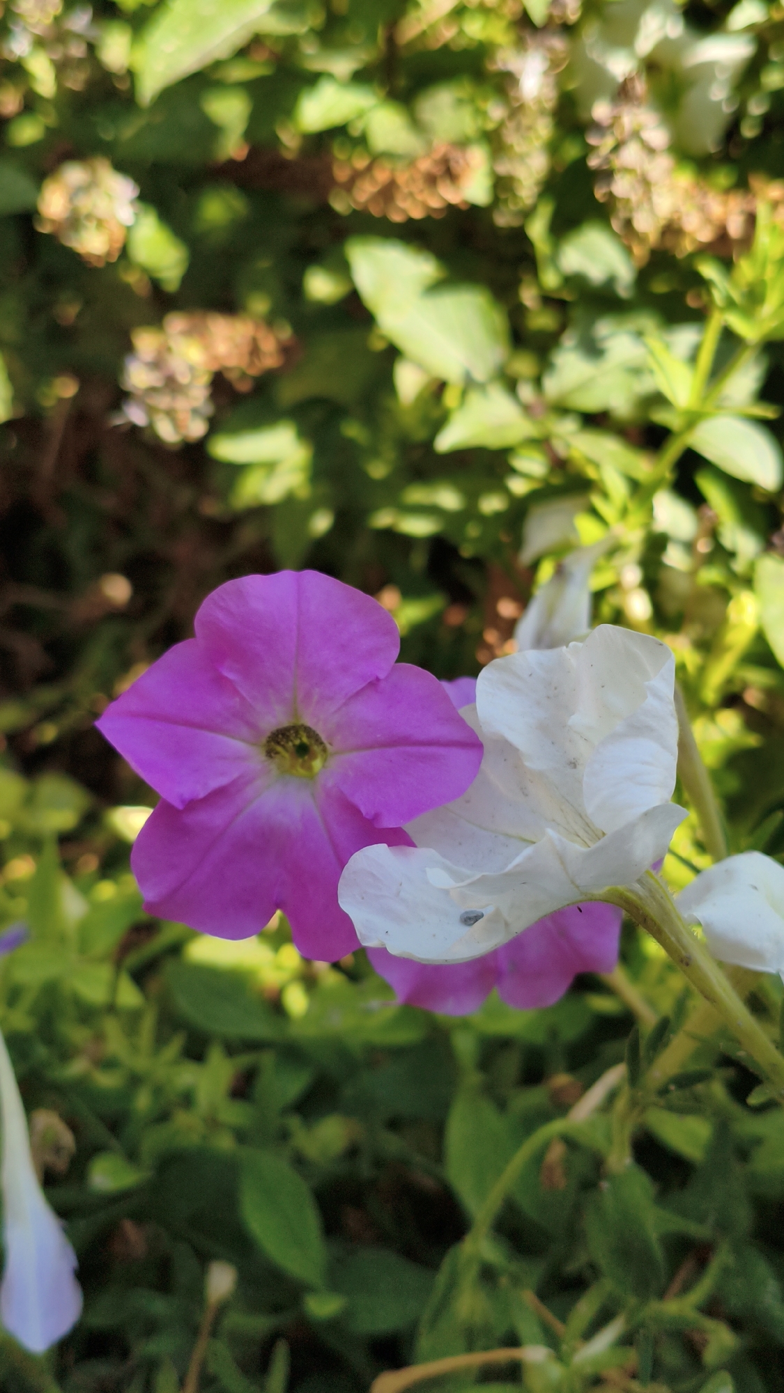 A close-up shot shows two petunia flowers in bloom, one fuchsia and the other white, with their petals unfurled. The fuchsia flower is slightly to the left and in focus, revealing its five-pointed shape and a green stamen in the center. To its right, the white petunia is partially obscured, with its ruffled petals catching the light. The flowers are surrounded by lush green foliage, which is blurred in the background, suggesting a garden setting. The lighting is bright, indicating daylight, and the shadows cast are soft, suggesting a sunny day. There are no people or animals visible in the image.