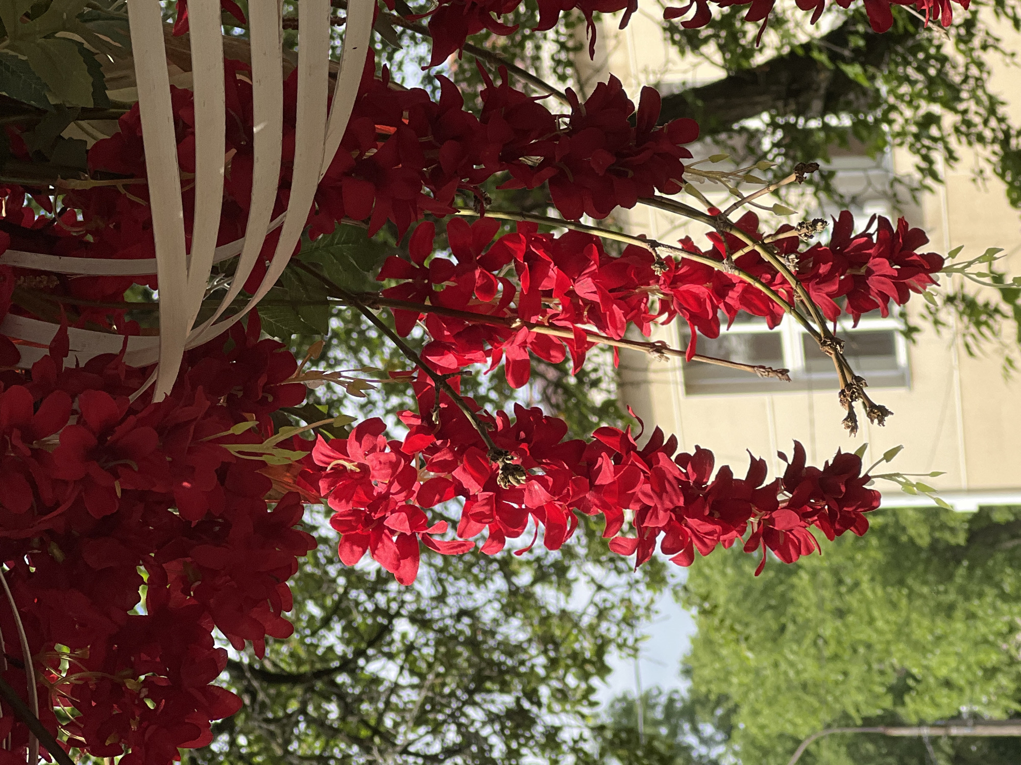 A close-up image, viewed from an upward perspective, features a vibrant arrangement of red artificial flowers and cascading white ribbons, suggesting an overhead decoration like a garland or archway. The scene is set outdoors in bright daylight, indicating sunny weather.
In the foreground, numerous clusters of vivid red artificial flowers, likely made of fabric, are prominently displayed. Their deep crimson petals are well-lit by direct sunlight, highlighting their texture and creating areas of bright sheen. These flowers are arranged along branches or stems that extend across the frame. Intertwined with the flowers, particularly on the left side, are several vertical strips of white ribbon or fabric, which curve gently, adding a soft, flowing element to the display.
The background is softly out of focus, providing a sense of depth. Lush green foliage from trees is visible, suggesting a natural environment surrounding the decorative elements. Beyond the trees, a light-colored building with discernible window frames can be seen, hinting at an urban or suburban setting. Patches of clear, bright sky are visible through the gaps in the foliage and flowers.
The image captures a static, decorative scene, possibly part of a festive event or a public space installation in Chaikovsky, Russia. There are no people, discernible activities, or visible text in the frame.