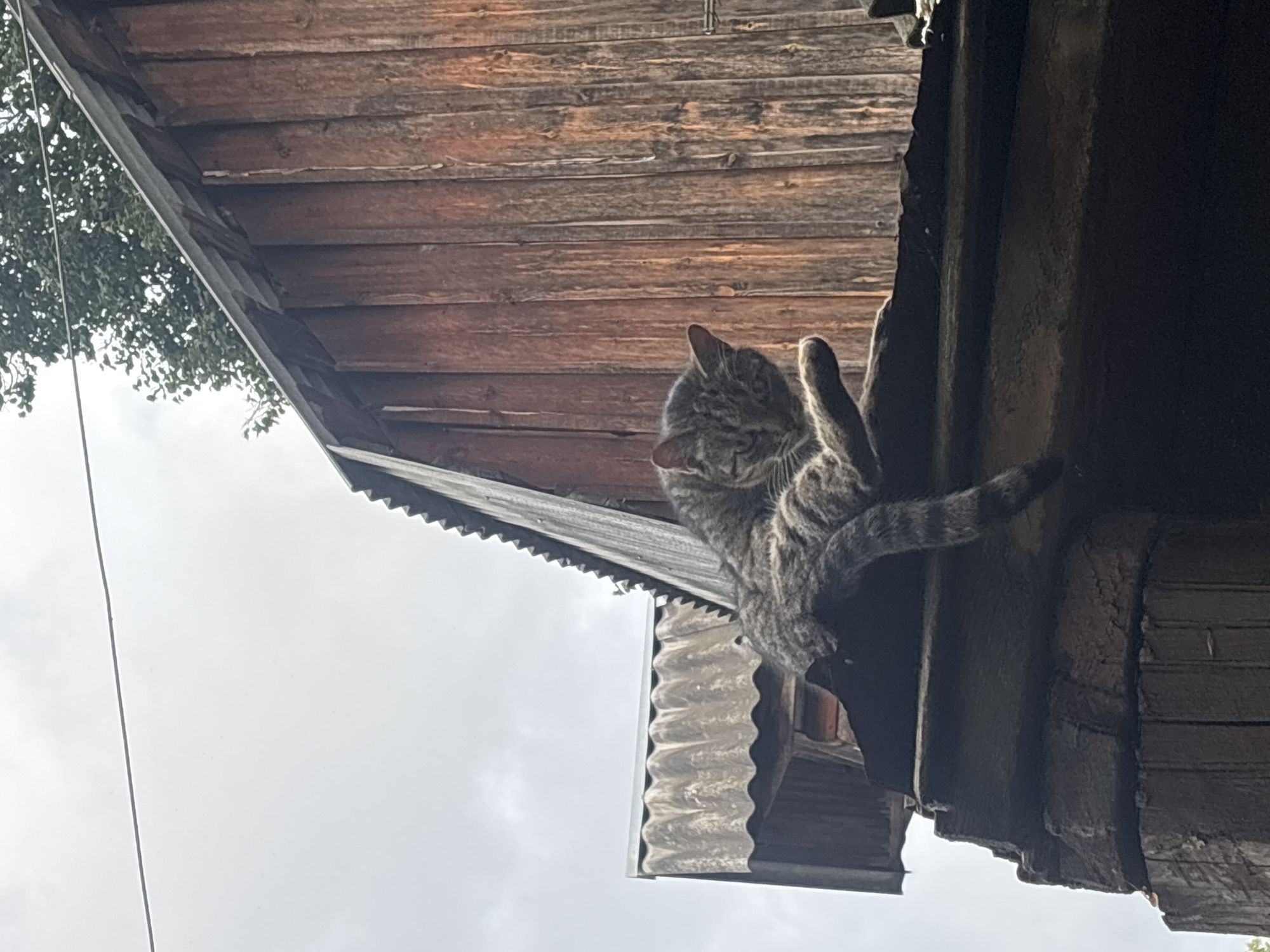 A grey tabby cat is perched on the edge of a rustic wooden structure, possibly a roof or balcony. The cat is in a relaxed pose, with its body stretched out and one paw lifted. The background shows a weathered wooden wall with vertical planks and a cloudy sky. A portion of a corrugated roof is visible on the left side of the image. The scene appears to be outdoors, with a natural, unkempt environment. The image lacks any specific details that would allow for its location to be identified as Ivanovo, Russia.