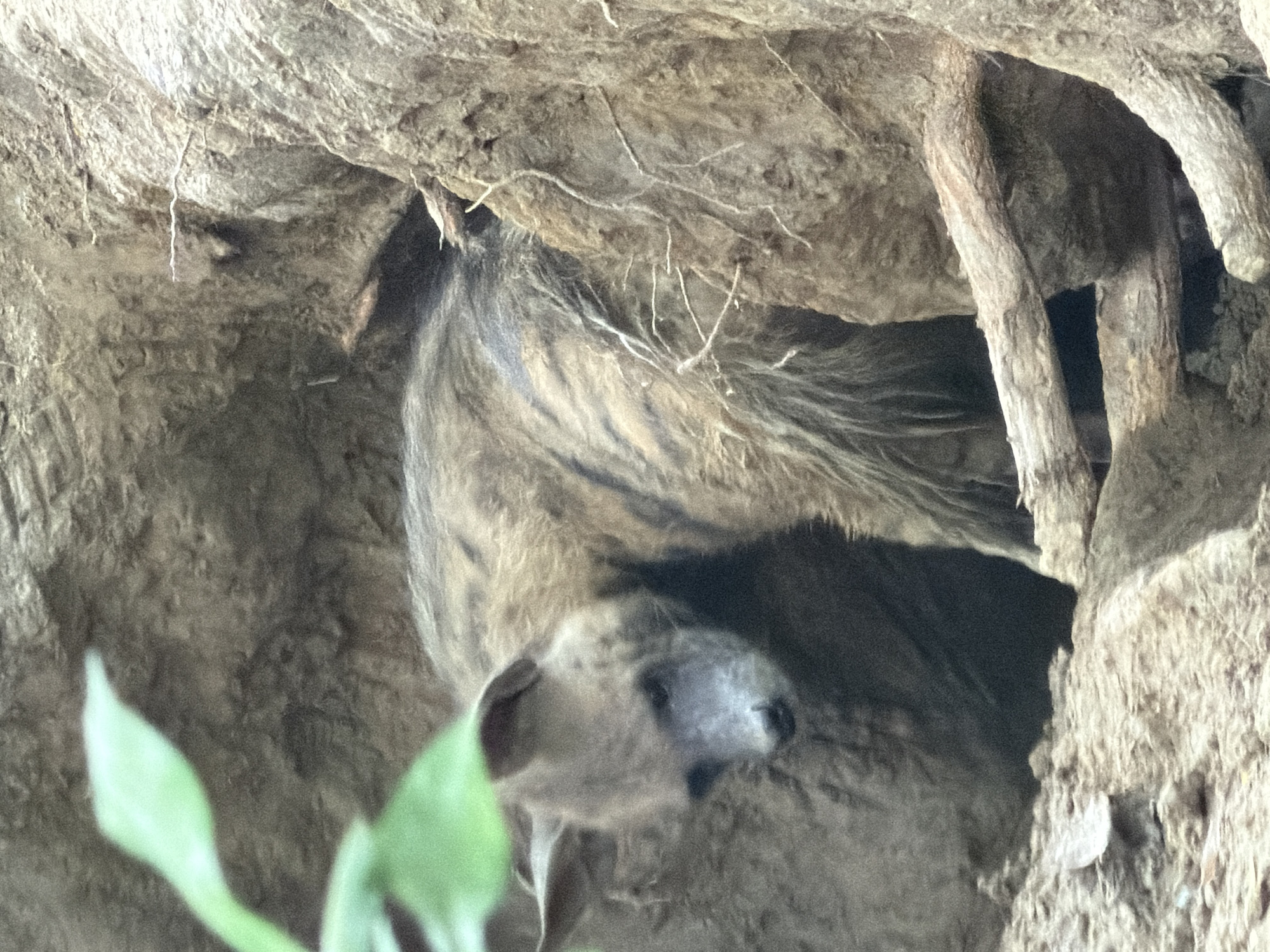 A hyena is partially visible within a den in the city of Kanpur, India. The hyena has a striped coat of brown and tan fur. Its head is turned down and to the left, with its face obscured by shadow and its muzzle visible. The den appears to be a natural earth or rock formation, with exposed roots and rough textured walls. A blurred green leaf is in the upper left corner of the frame, suggesting vegetation nearby. The overall environment appears to be an outdoor, potentially wild or semi-wild, setting within Kanpur.