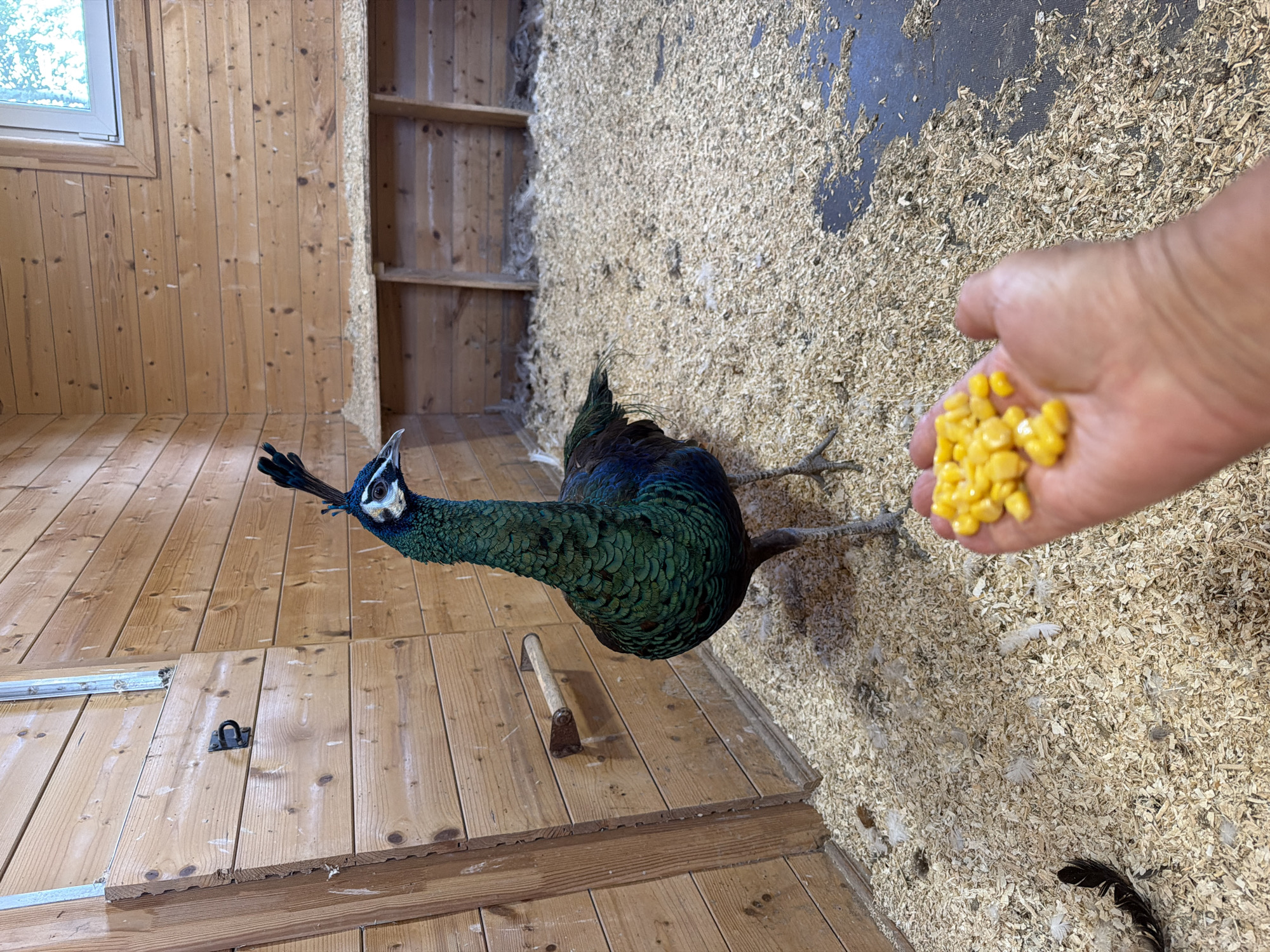 The image shows a peacock standing in a coop filled with wood shavings and some scattered feathers. The coop has wooden walls, and there are some nesting boxes visible in the background. In the foreground, a person's hand is holding a small pile of corn kernels, seemingly offering them to the peacock. The peacock's body is primarily iridescent green and blue. The scene is indoors, suggested by the wooden construction and the presence of a window. The location is specified as Vārpas, Latvia, though no visual cues directly indicate this specific locale.