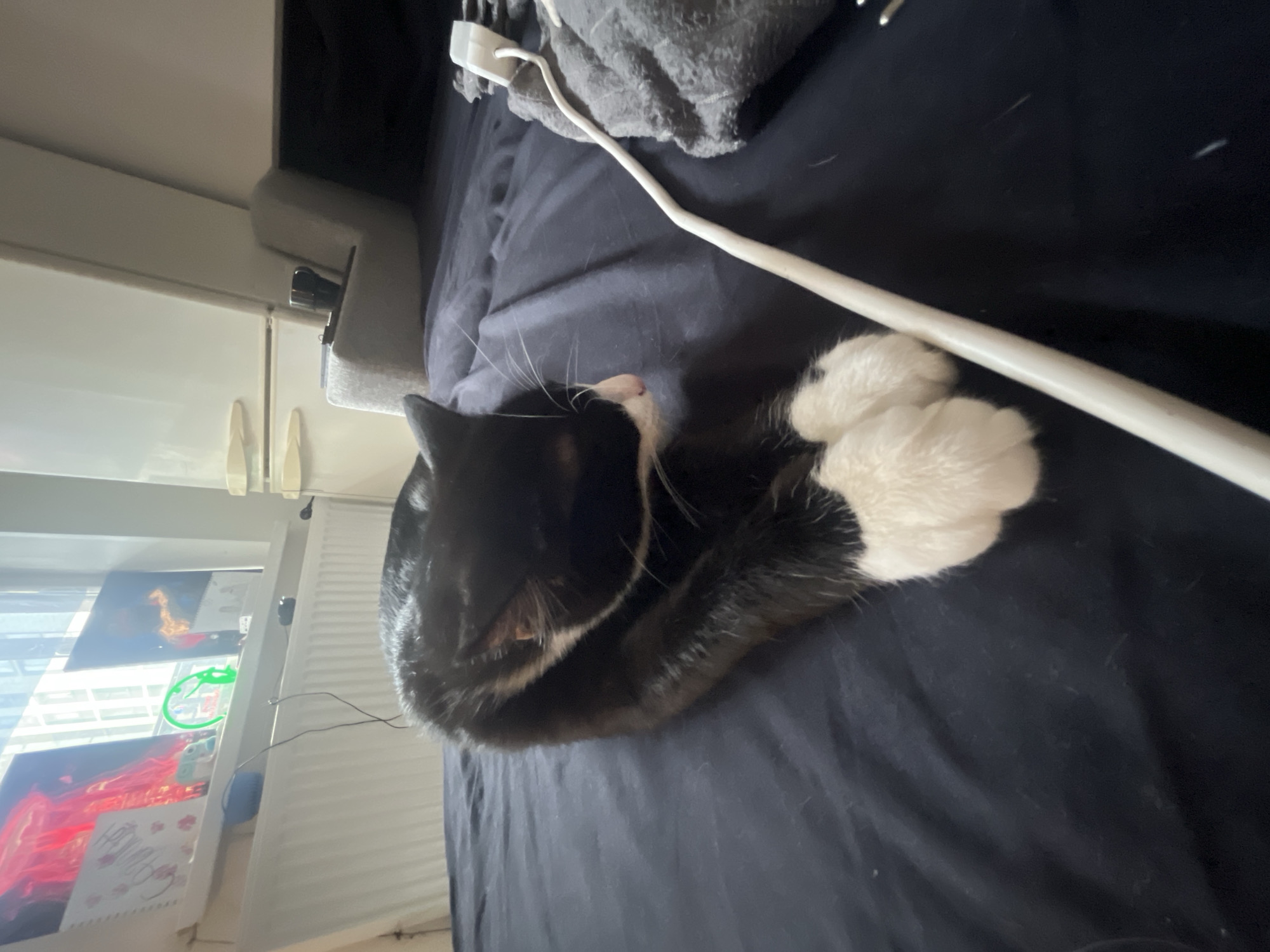 A black and white cat lies curled on a dark-colored bed. A white electrical cord extends across the bed near the cat. To the left, a window with art and a radiator can be seen. The location is not discernible.