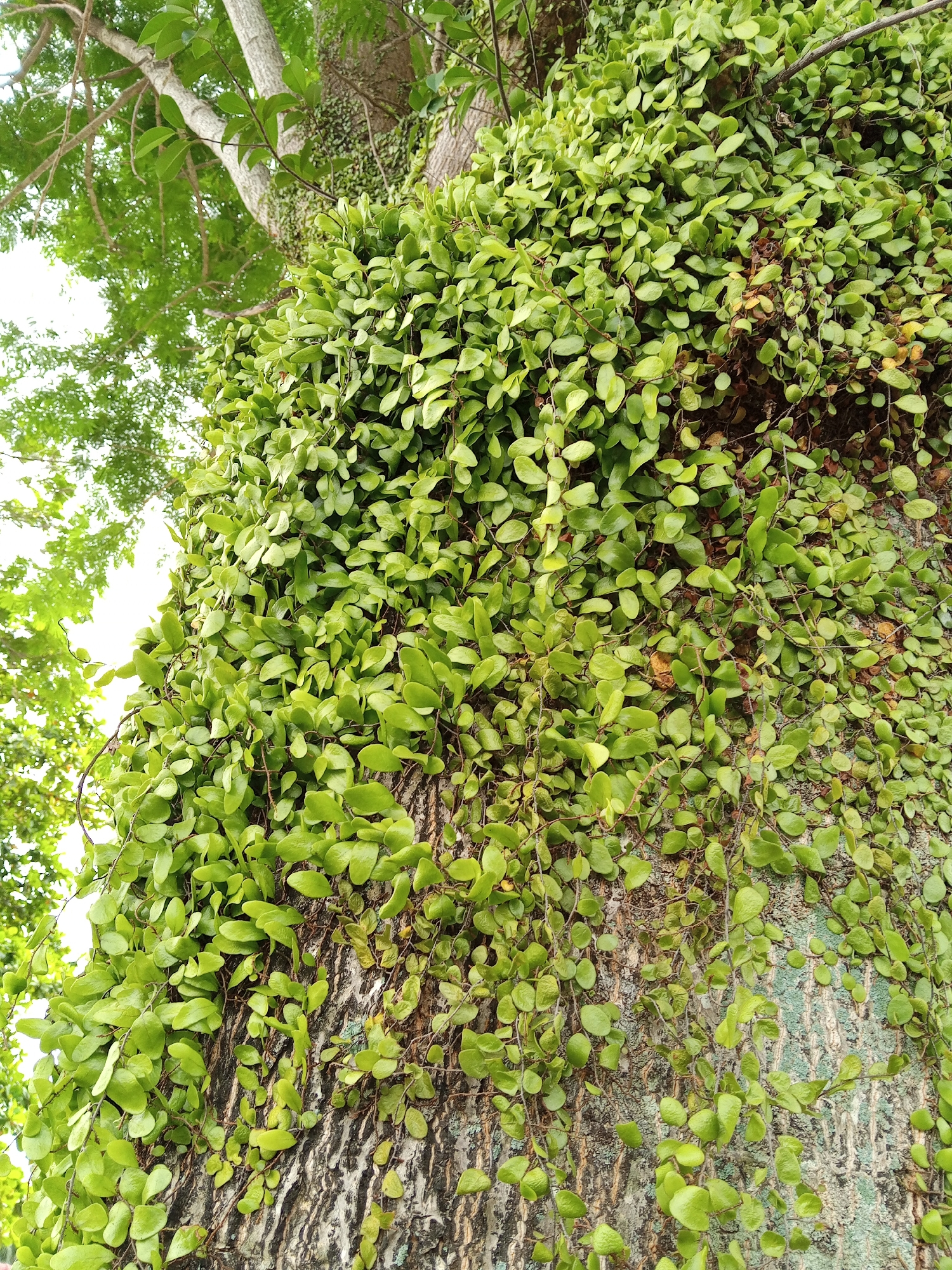 The image is a close-up, low-angle shot of a tree trunk covered in a dense growth of small, oval-shaped green leaves. The leaves are vibrant green and appear to be growing in a cascading manner down the textured bark of the tree. Some of the leaves have a slight sheen, suggesting they are healthy and well-hydrated. The bark itself is rough and grayish-brown, with visible vertical striations. In the upper left portion of the image, branches and leaves of a larger tree are visible, creating a natural canopy overhead, with the sky appearing as a bright, washed-out white or very light blue. The overall impression is one of lush, natural growth. There are no people, animals, or man-made objects visible in the frame. The scene is located in Julicotmeurak, Indonesia.