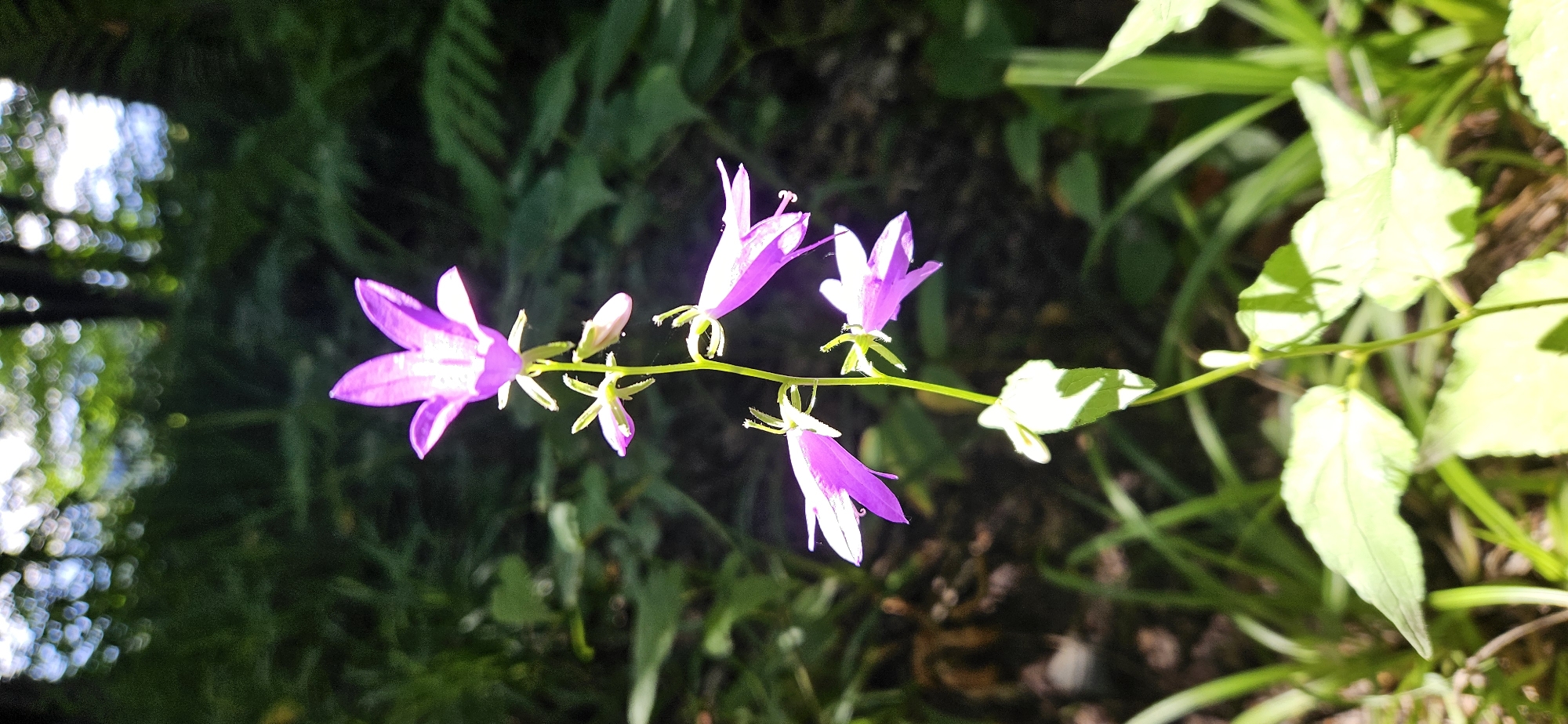 In an outdoor, natural setting, a slender stalk of purple bell-shaped flowers is the primary subject. The stalk is positioned vertically in the center of the frame and has several blooms at different stages of development. The flowers have five petals that are slightly recurved. The background is a dense, green forest with dappled sunlight filtering through the trees, creating a bokeh effect of light circles. The foreground consists of green leaves and blades of grass, some of which are brightly illuminated by the sun. The lighting suggests it is daytime, likely mid-morning or afternoon. The image appears to have been taken at ground level, looking slightly upwards at the flower stalk. The overall impression is one of natural beauty and tranquility. The location is Unknown, Unknown.