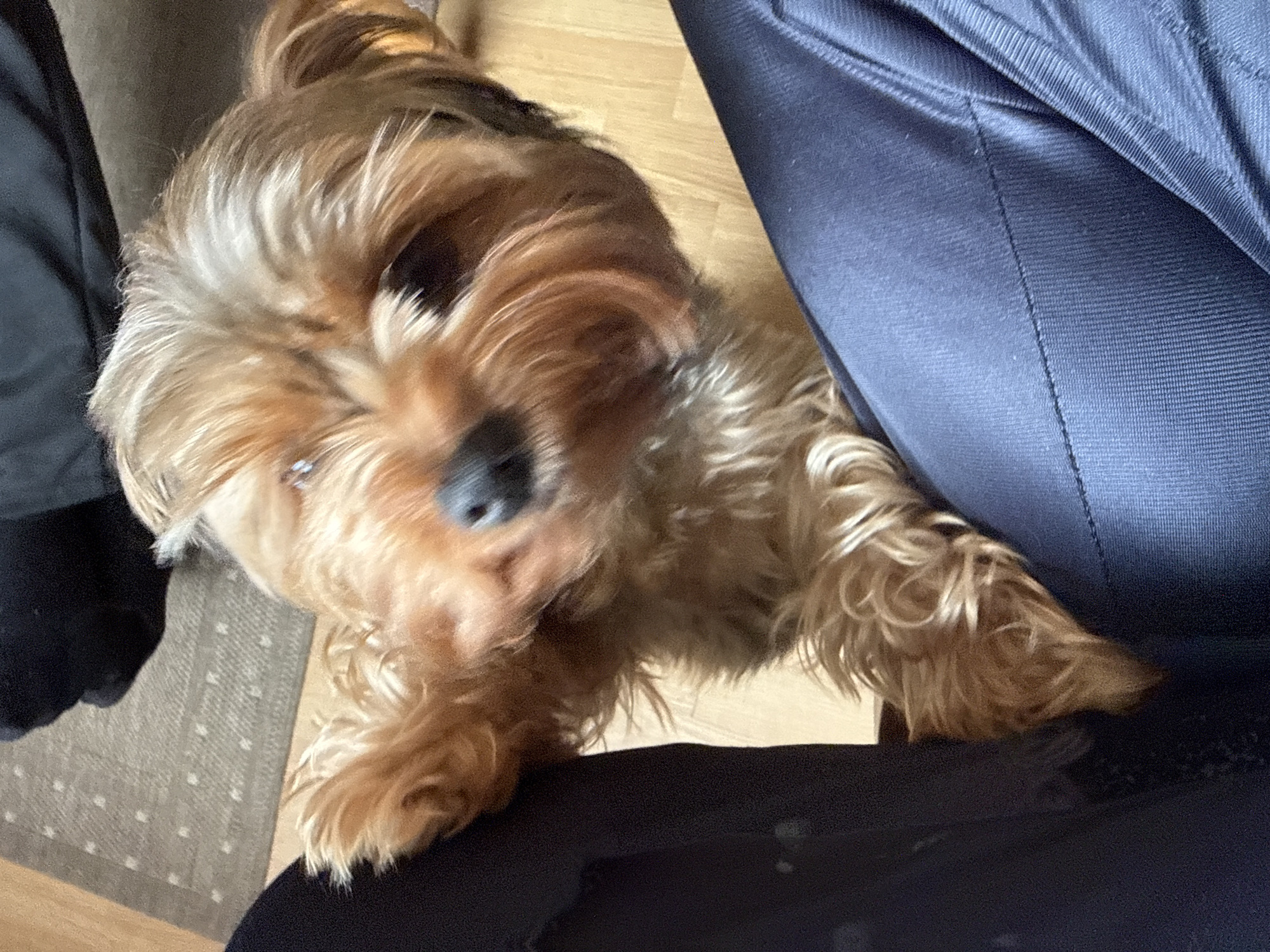 In a dimly lit interior, possibly a home in Rudamina, Lithuania, a small, fluffy Yorkshire Terrier is positioned prominently in the foreground. The dog, with its characteristic tan and grey fur, is leaning forward, resting its front paws on a dark blue fabric, likely pants or a similar garment. Its face is turned towards the viewer, with its snout slightly blurred, suggesting movement. The dog's ears are perked, and its eyes are visible, giving it an alert and possibly playful expression.
The background is out of focus, but suggests a wooden floor and a textured rug. To the left of the dog, a large area of black fabric is visible, possibly clothing or furniture. The overall lighting is subdued, casting soft shadows and highlighting the texture of the dog's fur and the fabric it is leaning on. The scene captures a close-up, intimate moment with the pet.