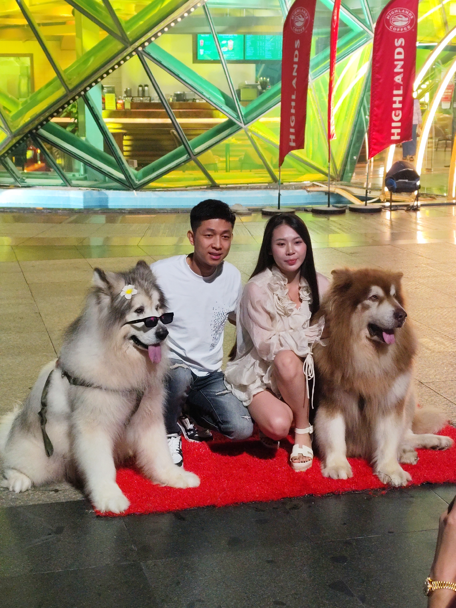 This evening photograph, set in Da Lat, Vietnam, captures a cheerful scene with two people and their two large dogs posing for a picture. A young man, wearing a white t-shirt and ripped jeans, kneels on the left, while a young woman, dressed in a light-colored ruffled top and shorts, squats on the right. Both appear to be Asian and have relaxed, subtle smiles. They are positioned on a red mat alongside their two large, fluffy dogs, likely Alaskan Malamutes.
The dog on the left, predominantly grey and white, is a notable subject, sporting black sunglasses and a small white flower tucked behind its ear, with its tongue slightly out. The dog on the right is a reddish-brown and white Malamute, sitting calmly.
The background features a distinctive building with a modern, geometric glass facade, illuminated with vibrant yellow and green lights, suggesting a commercial establishment or cafe. Visible through the glass are elements that appear to be cafe equipment. Two prominent red feather flags stand upright, clearly displaying "HIGHLANDS COFFEE" and its logo, identifying a popular Vietnamese coffee chain. The artificial lighting indicates the scene takes place at night or late evening. The overall mood conveyed is relaxed and friendly, with the group enjoying a casual photo opportunity.