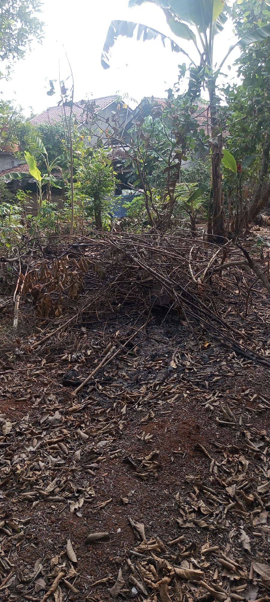 The image depicts an outdoor scene in Taman Rahayu, Indonesia, featuring a pile of dry branches and leaves in the foreground. The debris appears to be the remnants of burnt vegetation, with ashes scattered amongst the sticks and dried foliage. Behind the pile, various plants and trees are visible, some appearing lush green, while others show signs of dryness. In the background, a building with a tiled roof is partially visible, peeking through the foliage. The sky above is bright, suggesting daylight. There are no people or animals present in the image.